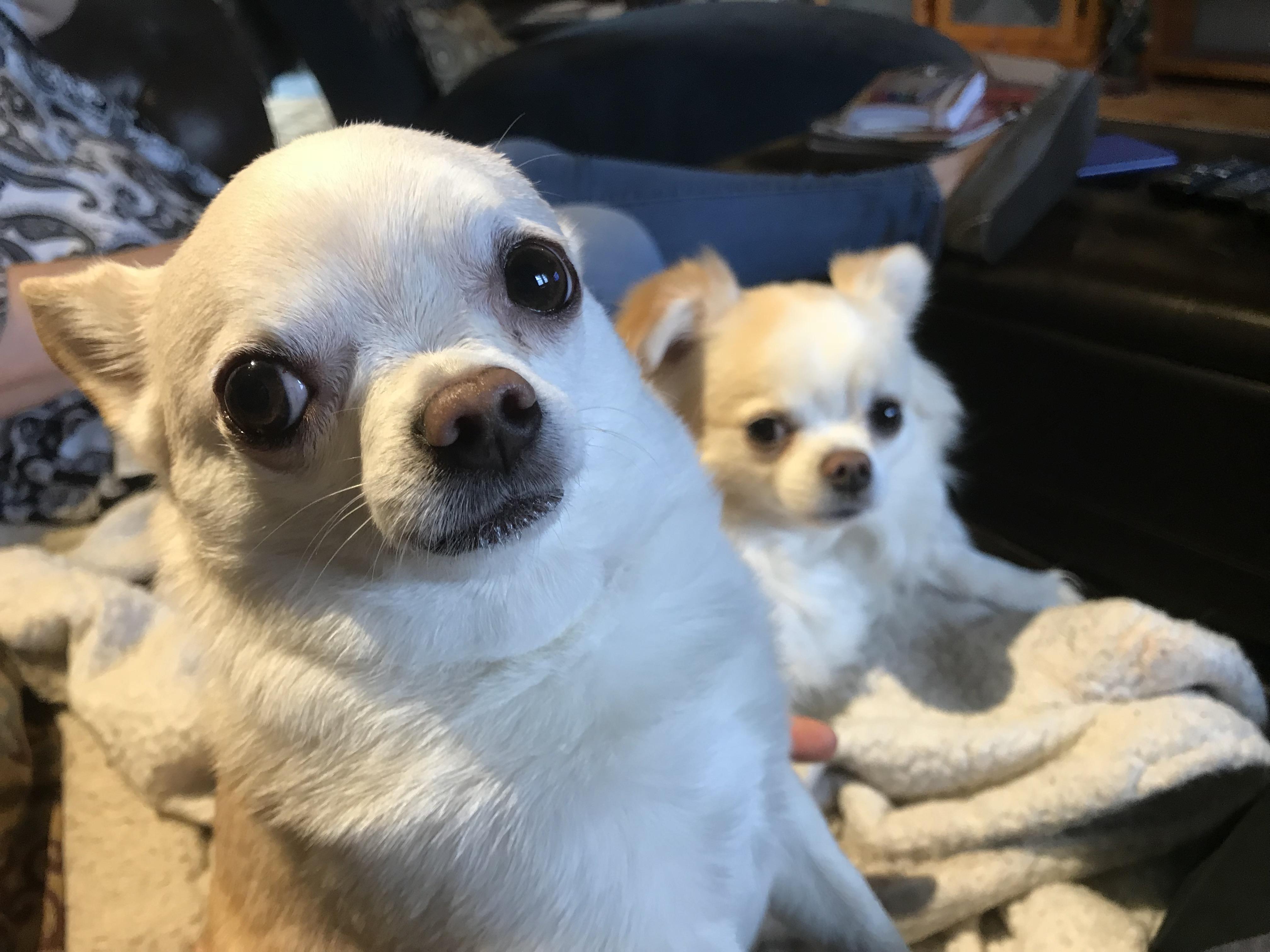 Will you share your cheese? r/Chihuahua