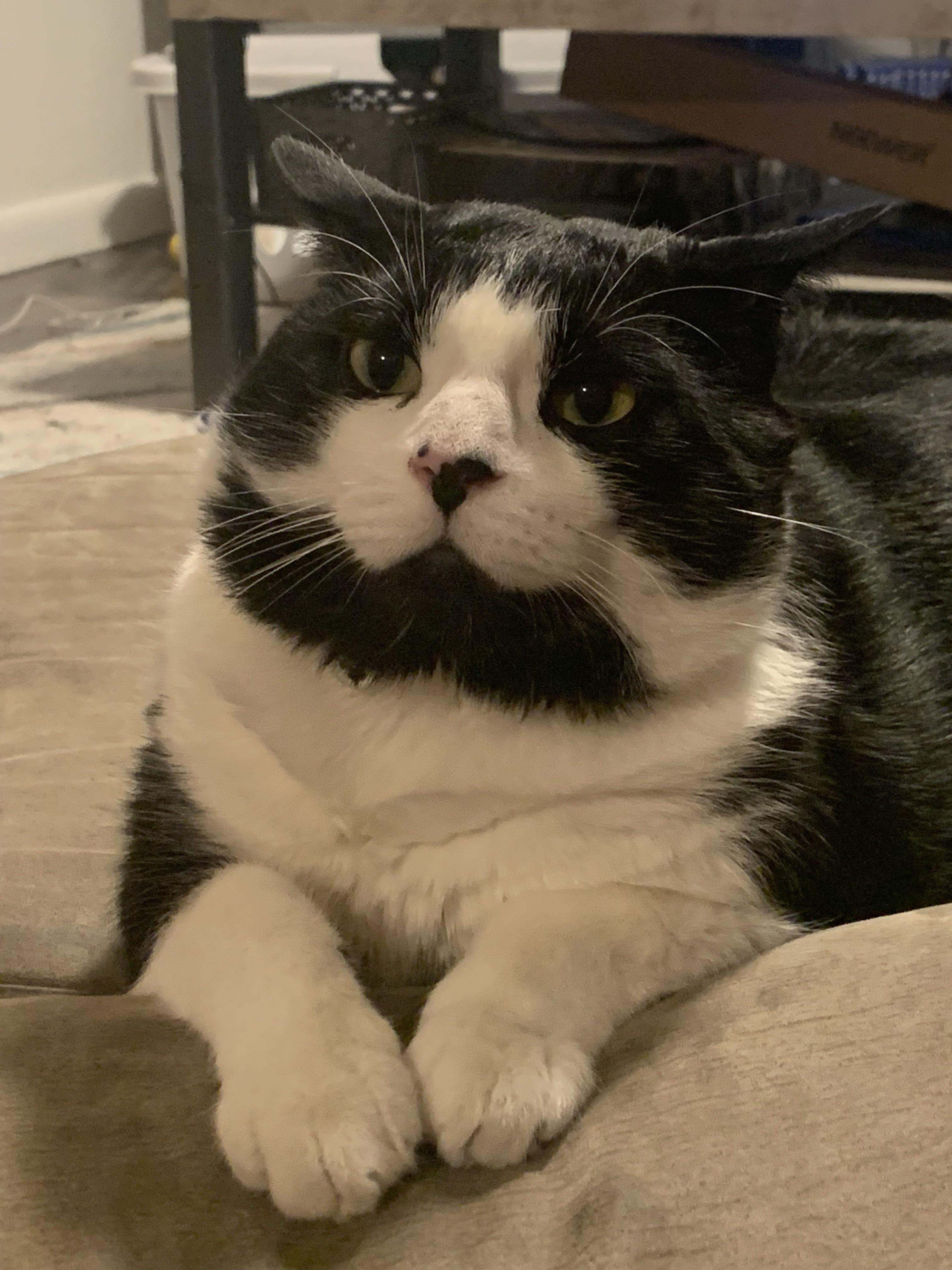 Is my cat Dahl alright? He has vomited 5 times this week We Like Cats