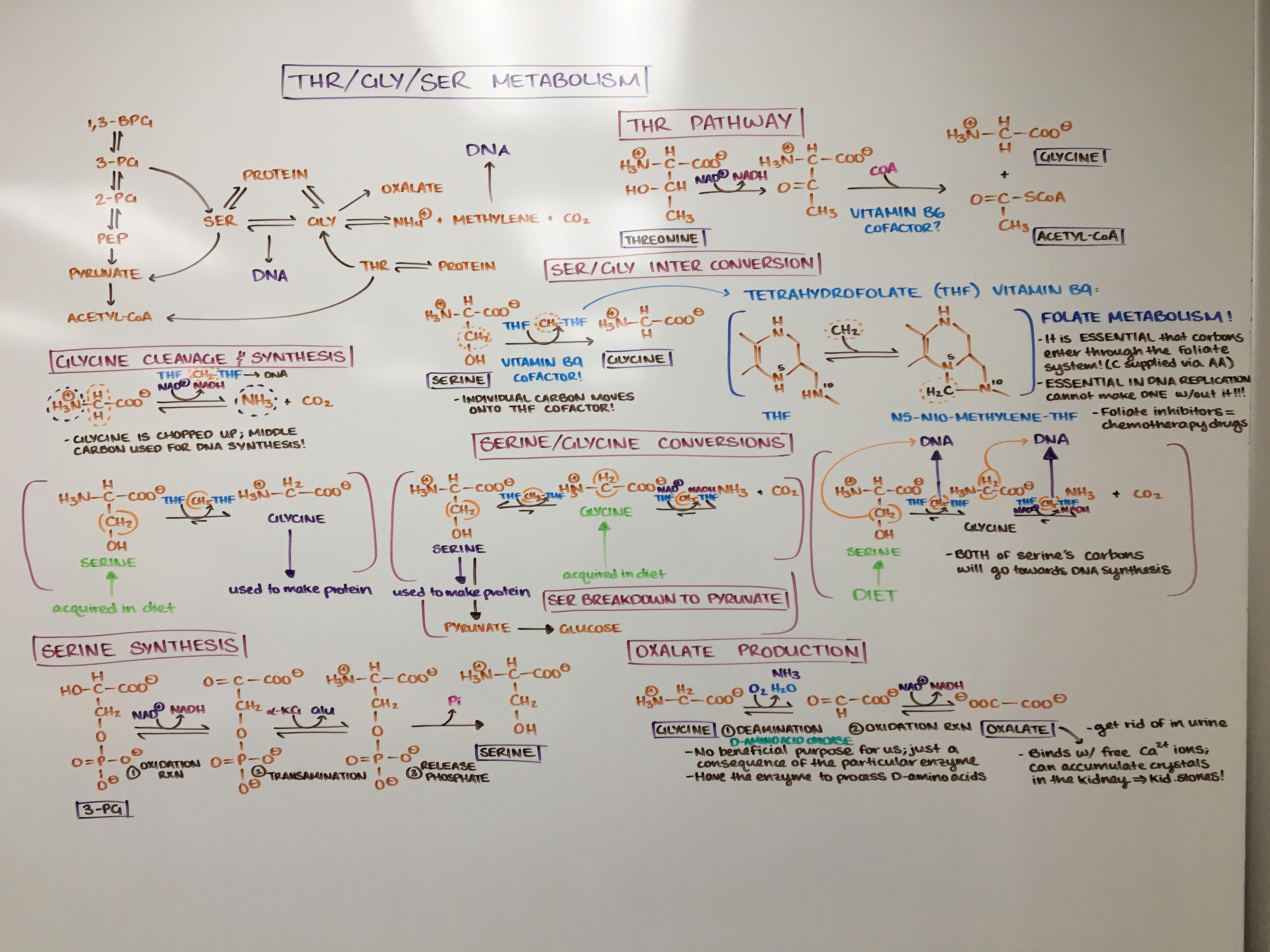 If anyone’s interested in my biochem amino acid metabolism notes r