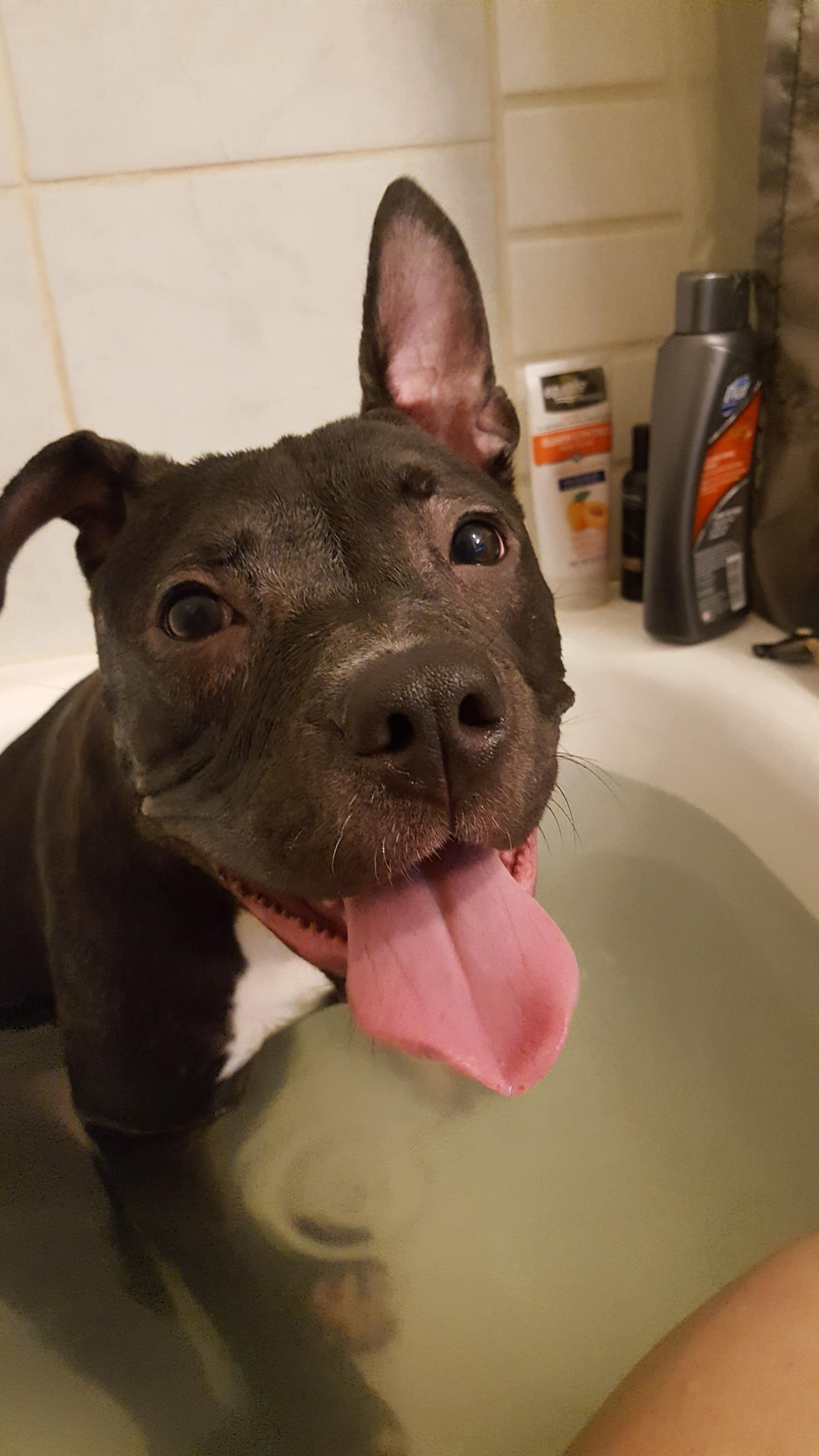 When you learn your pup likes water by climbing in the bath with you