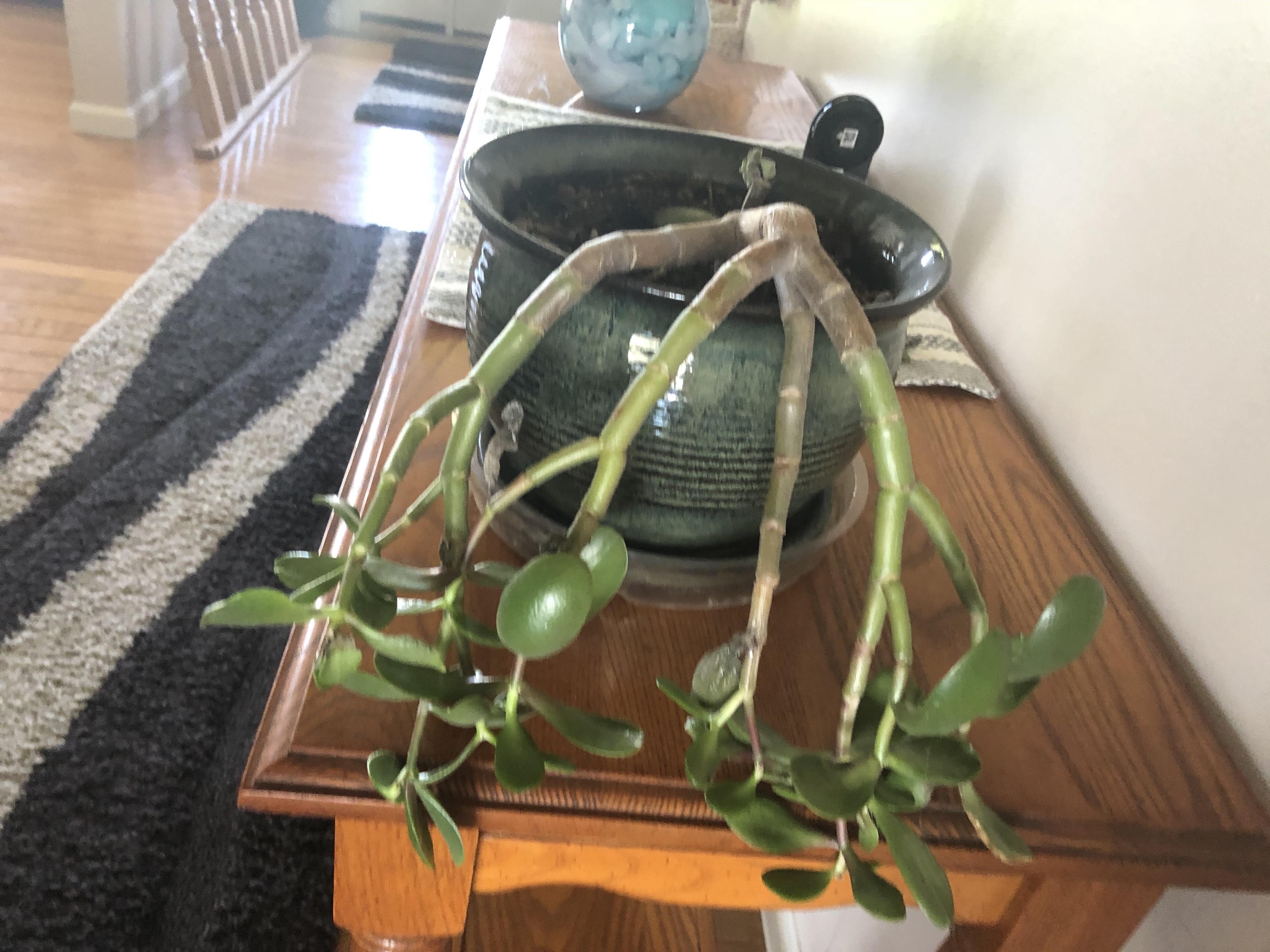 HELP! Jade drooping badly r/succulents