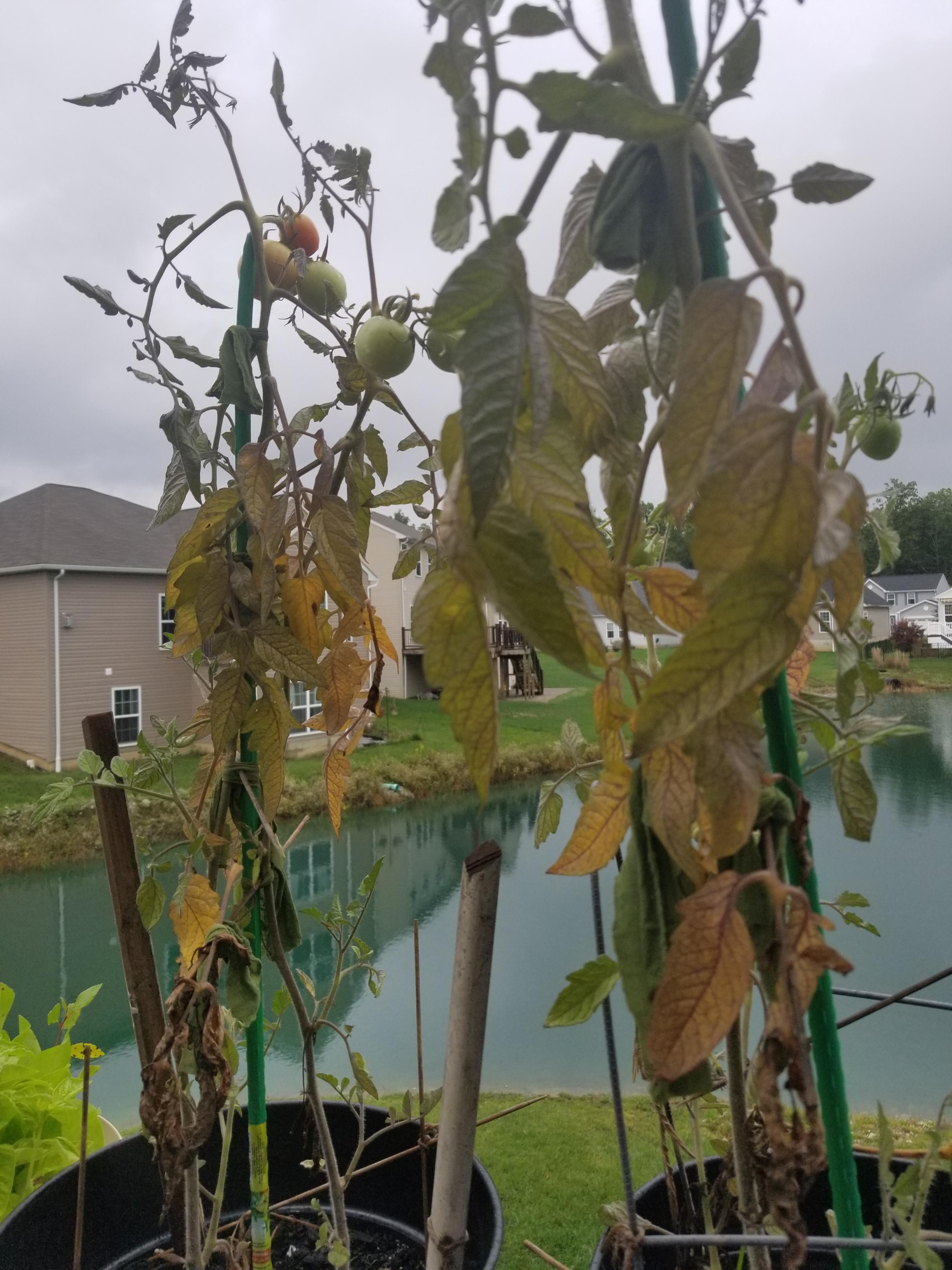 Are my tomatoes sick? Want to bring them inside but worried about