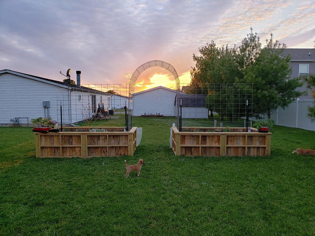 New raised beds with cattle panel trellis r/gardening