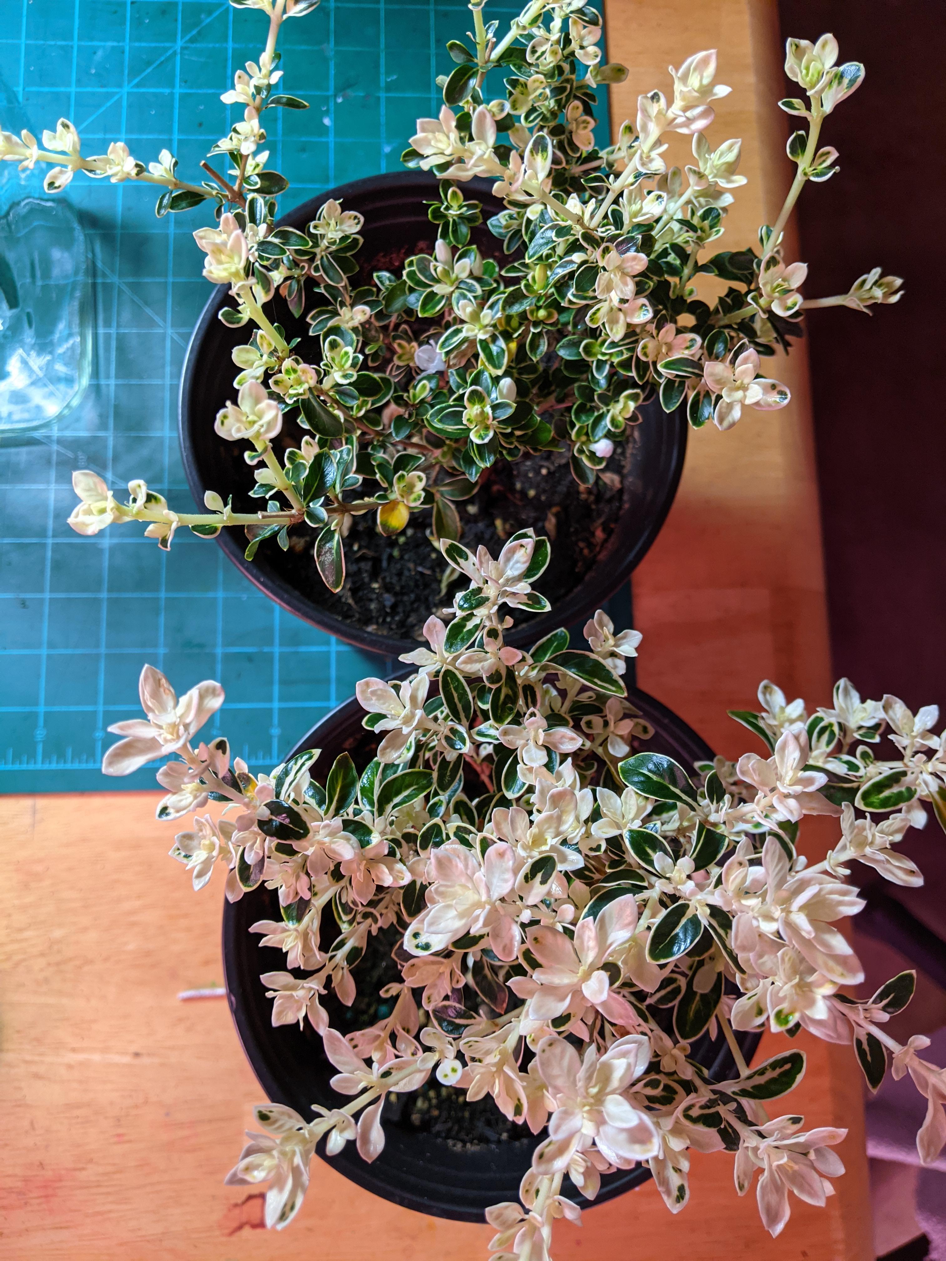 Is this bleaching due to excessive light exposure? The plants