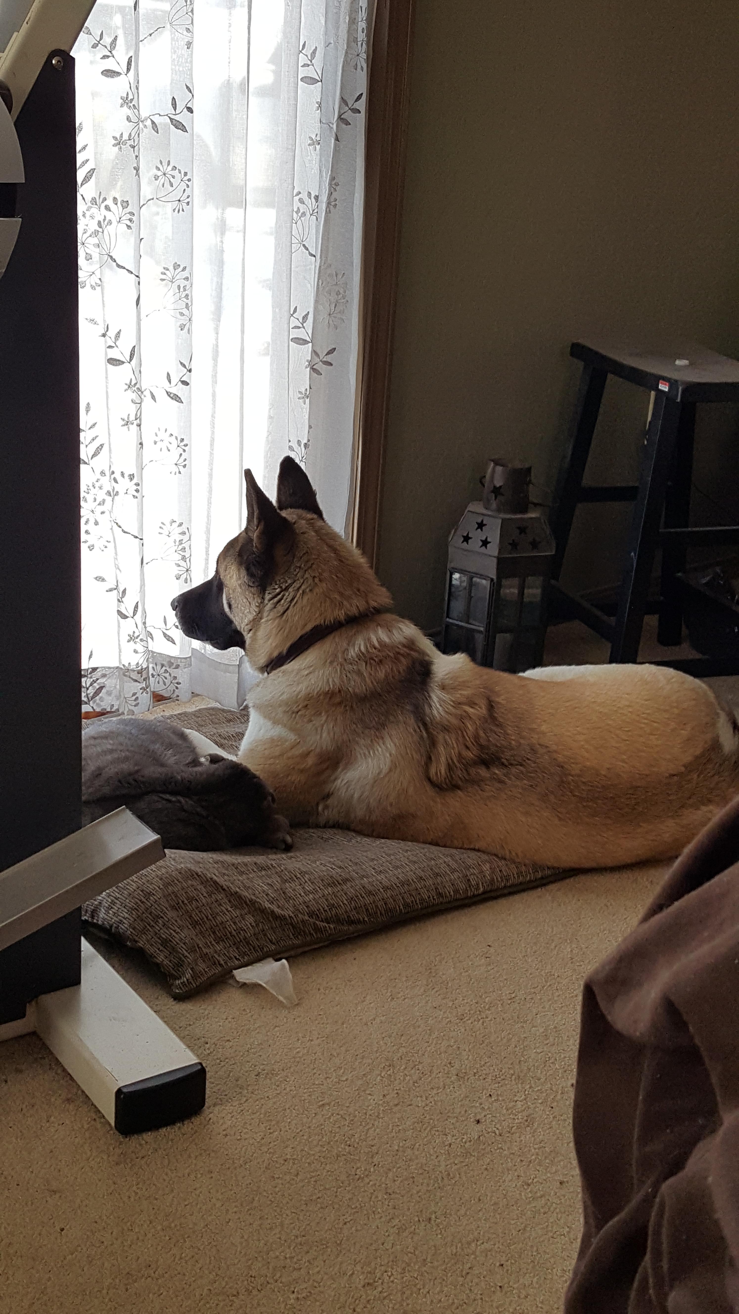 Sharing the bed. r/akita