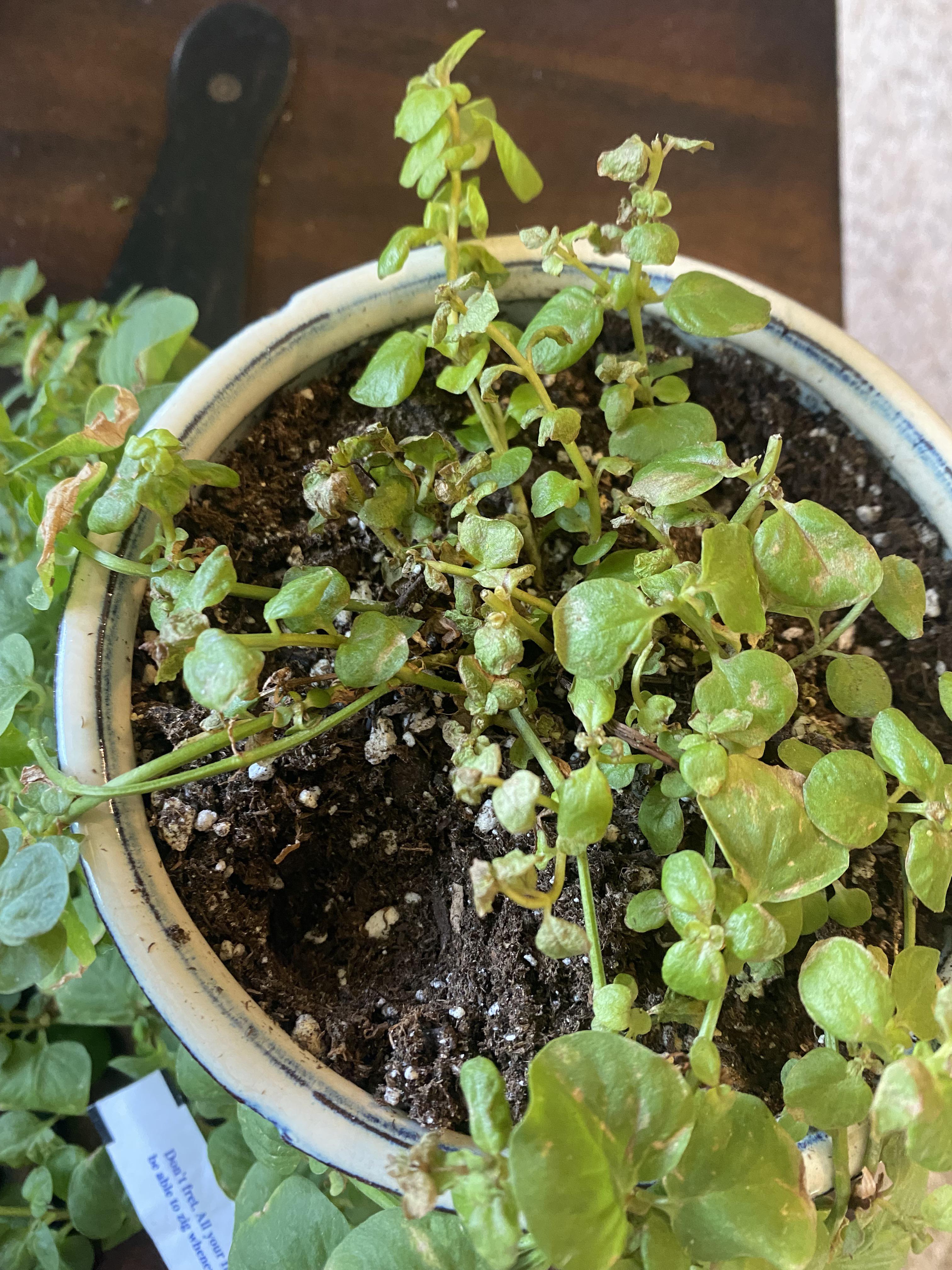 Why are the tips of my creeping Jenny turning brown and wilted? It gets