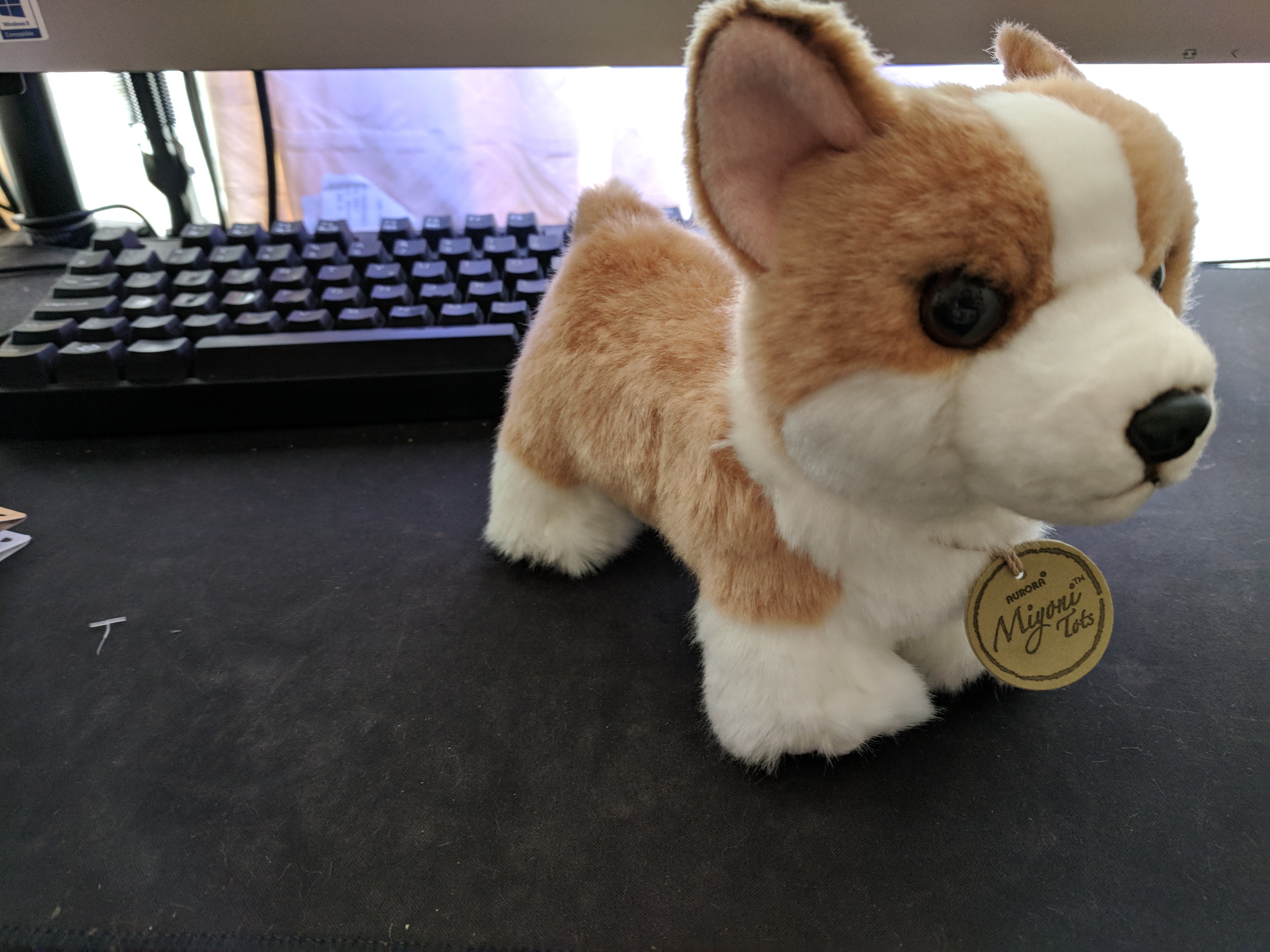 My Reddit secret santa goodboye, meet Rufus.