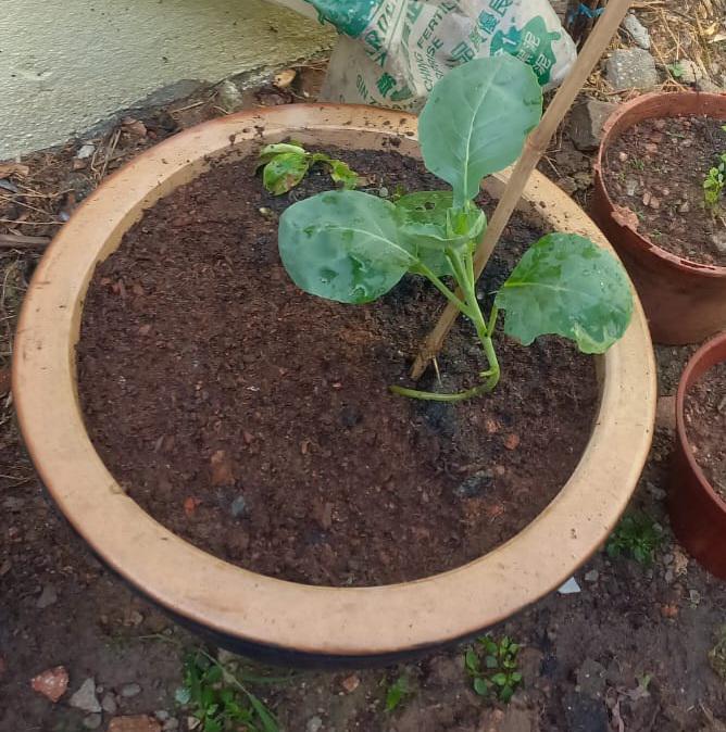 First time growing broccoli. Is it normal for a broccoli plant to grow so slowly? r/gardening