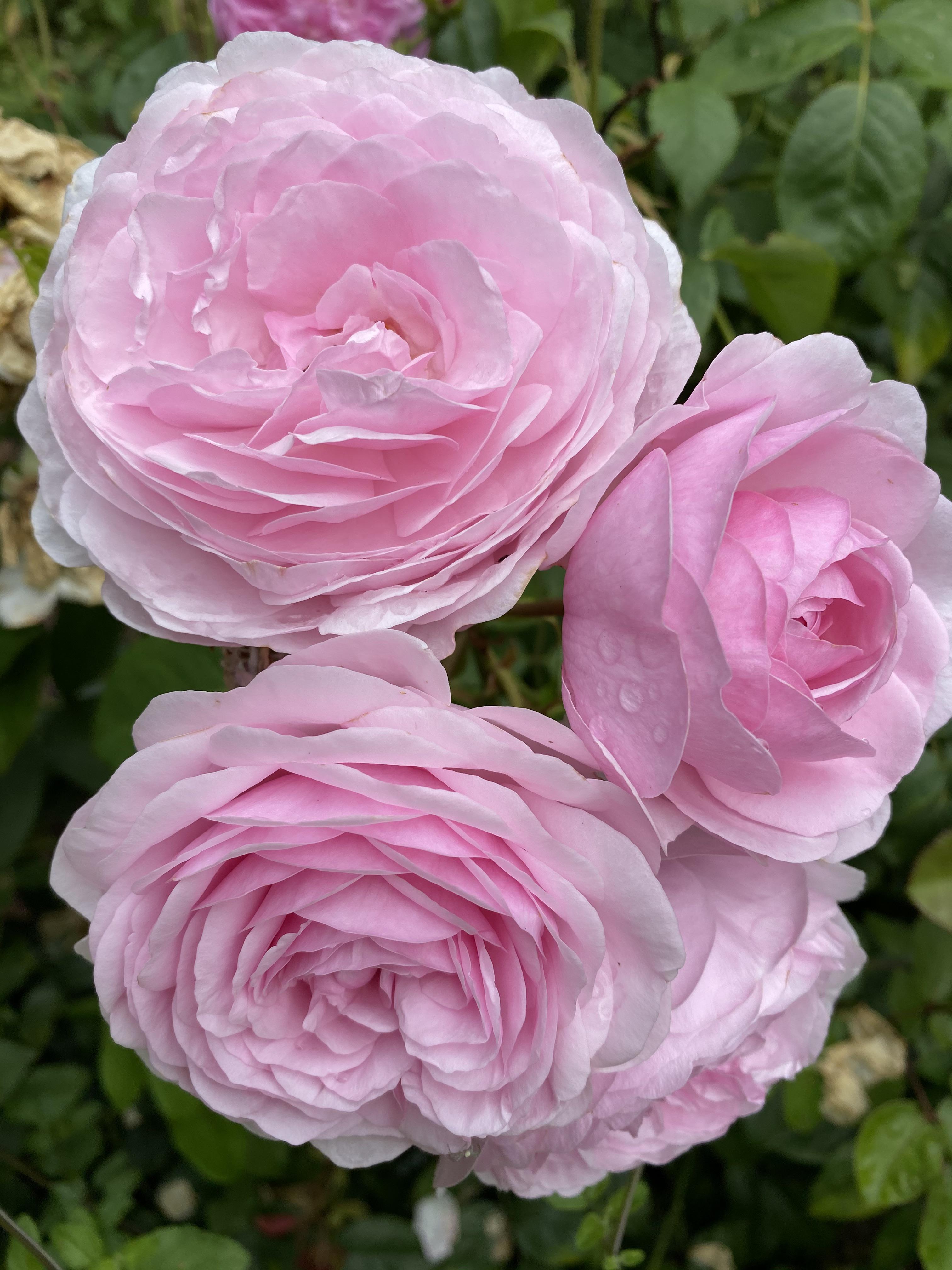 Olivia Rose Austin Roses