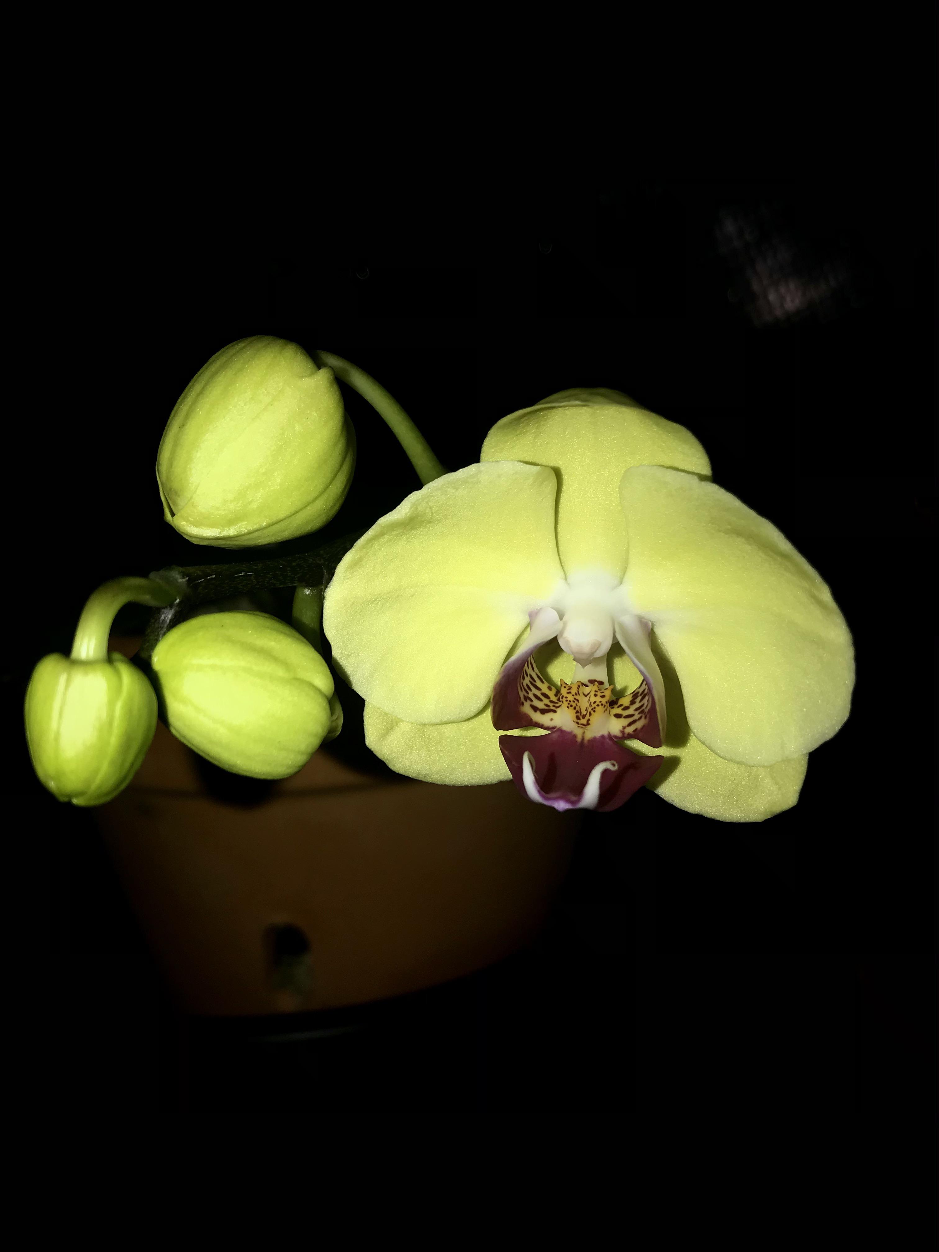 Lowe’s clearance orchid finally coming into bloom! (Phal. Lianher