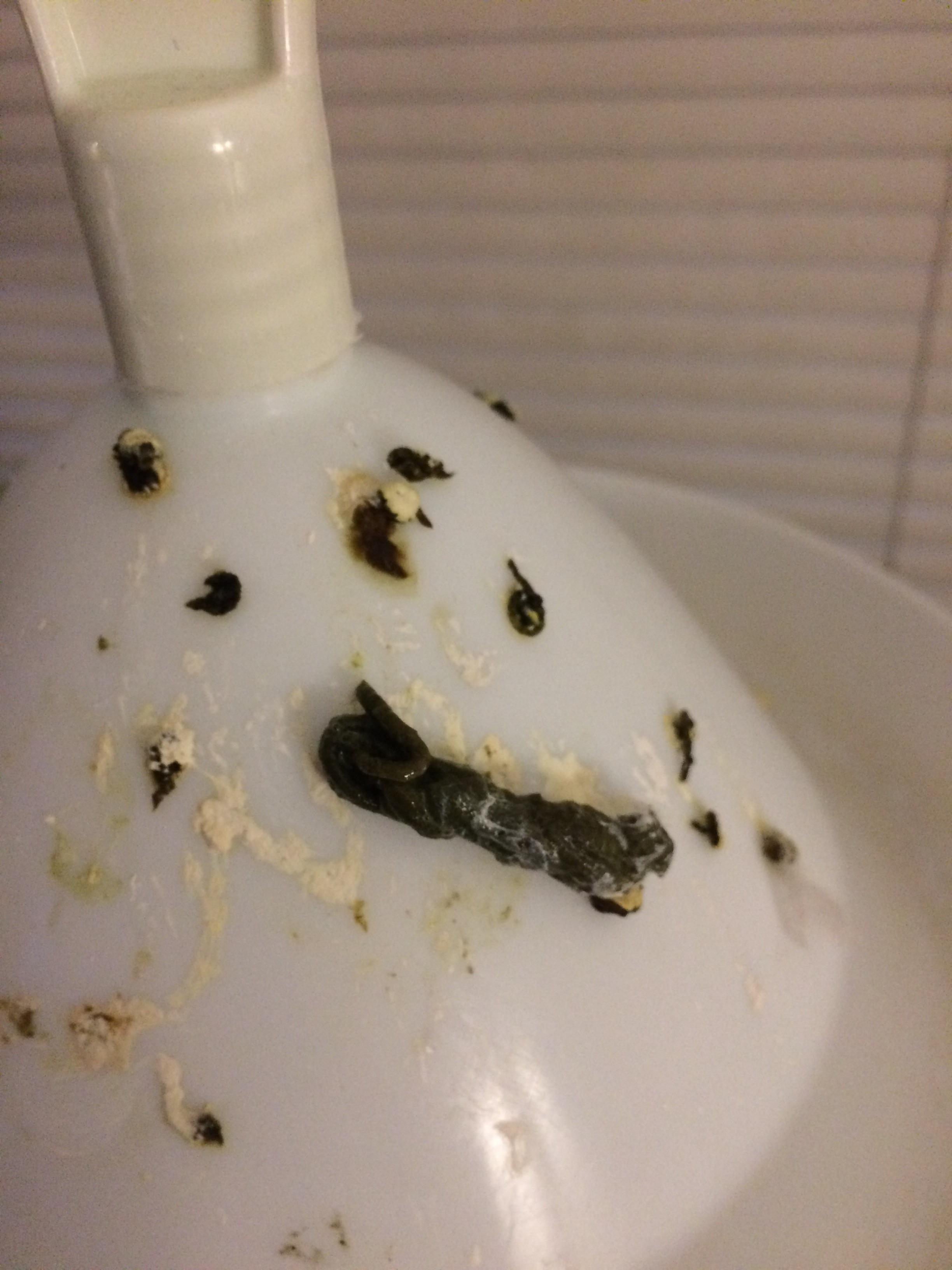 So normal poop vs this monster. She's had big poops for awhile