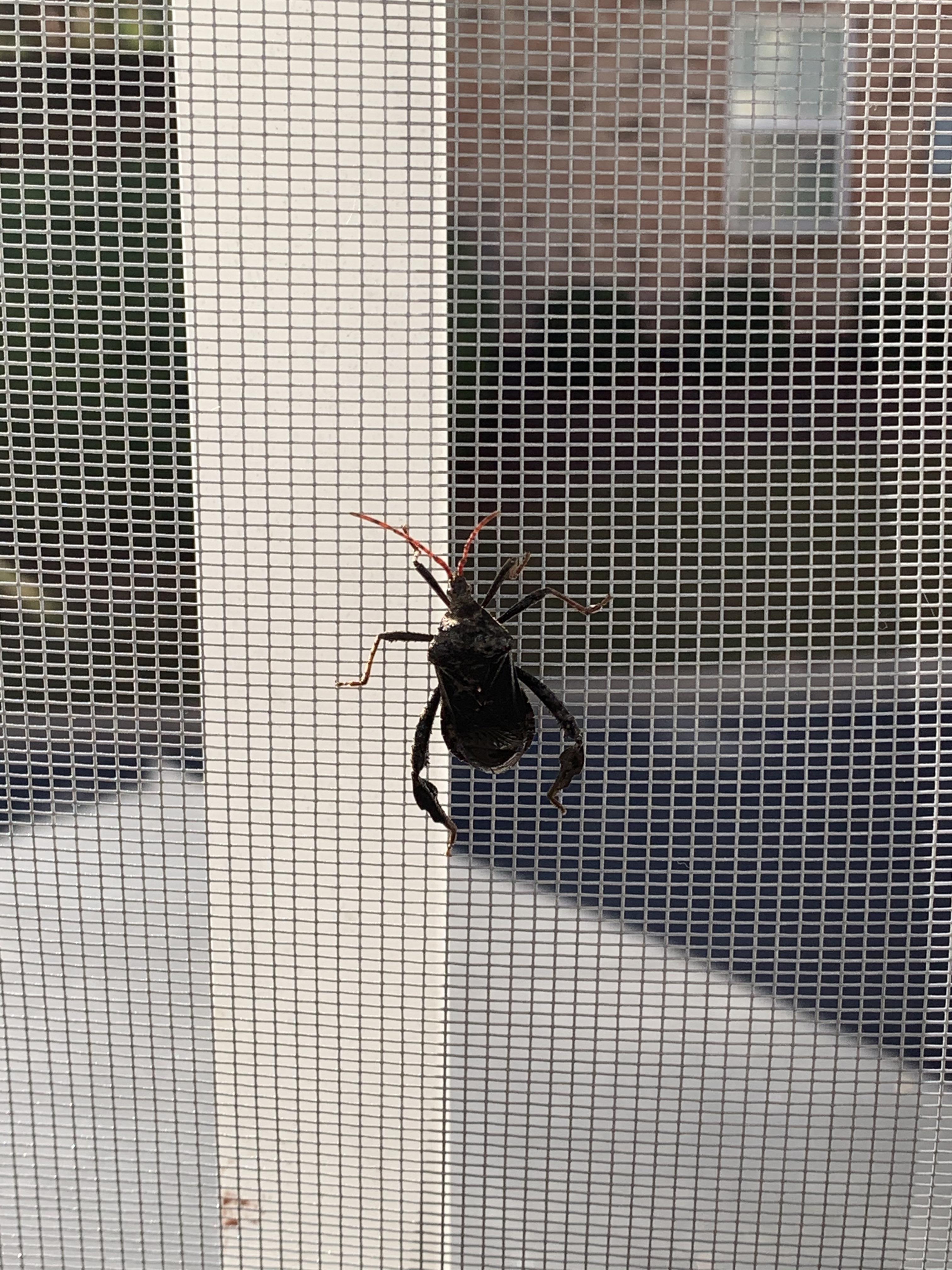 What kind of beetle is this and is it harmful to cats? ATL,GA r