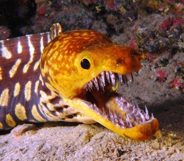 🔥 Moray eel, just look at those teeth r/NatureIsFuckingLit