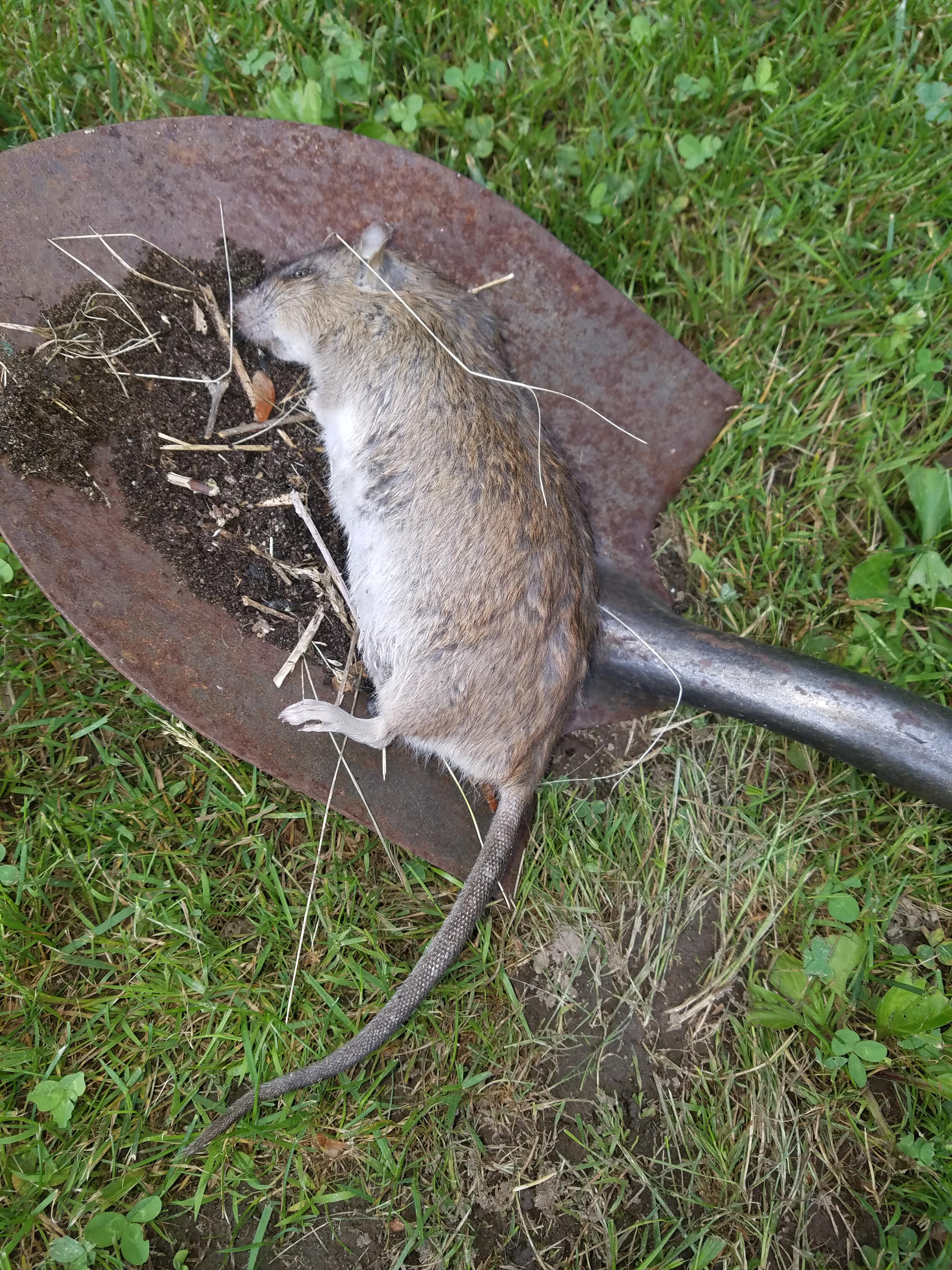 Pellet rifle from about 30 yards from an elevated position... all rats
