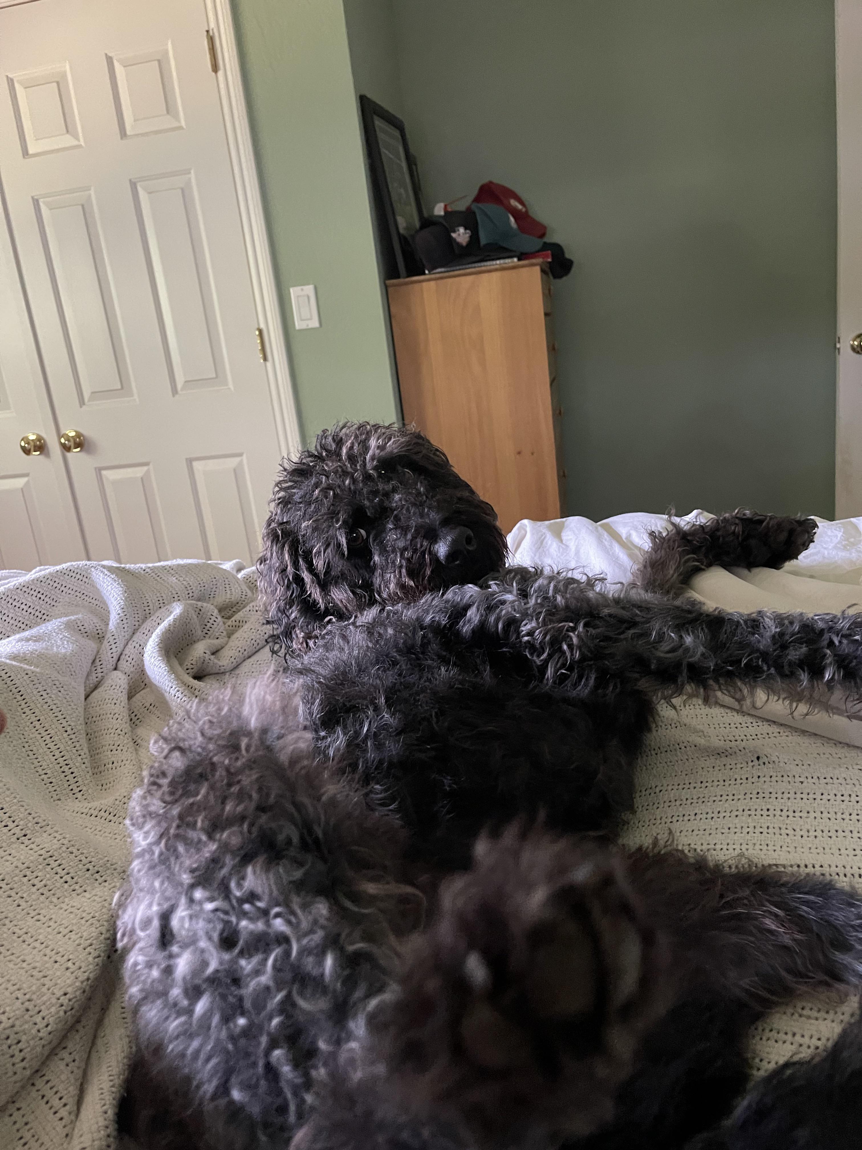 Happy black labradoodle day! r/labradoodles