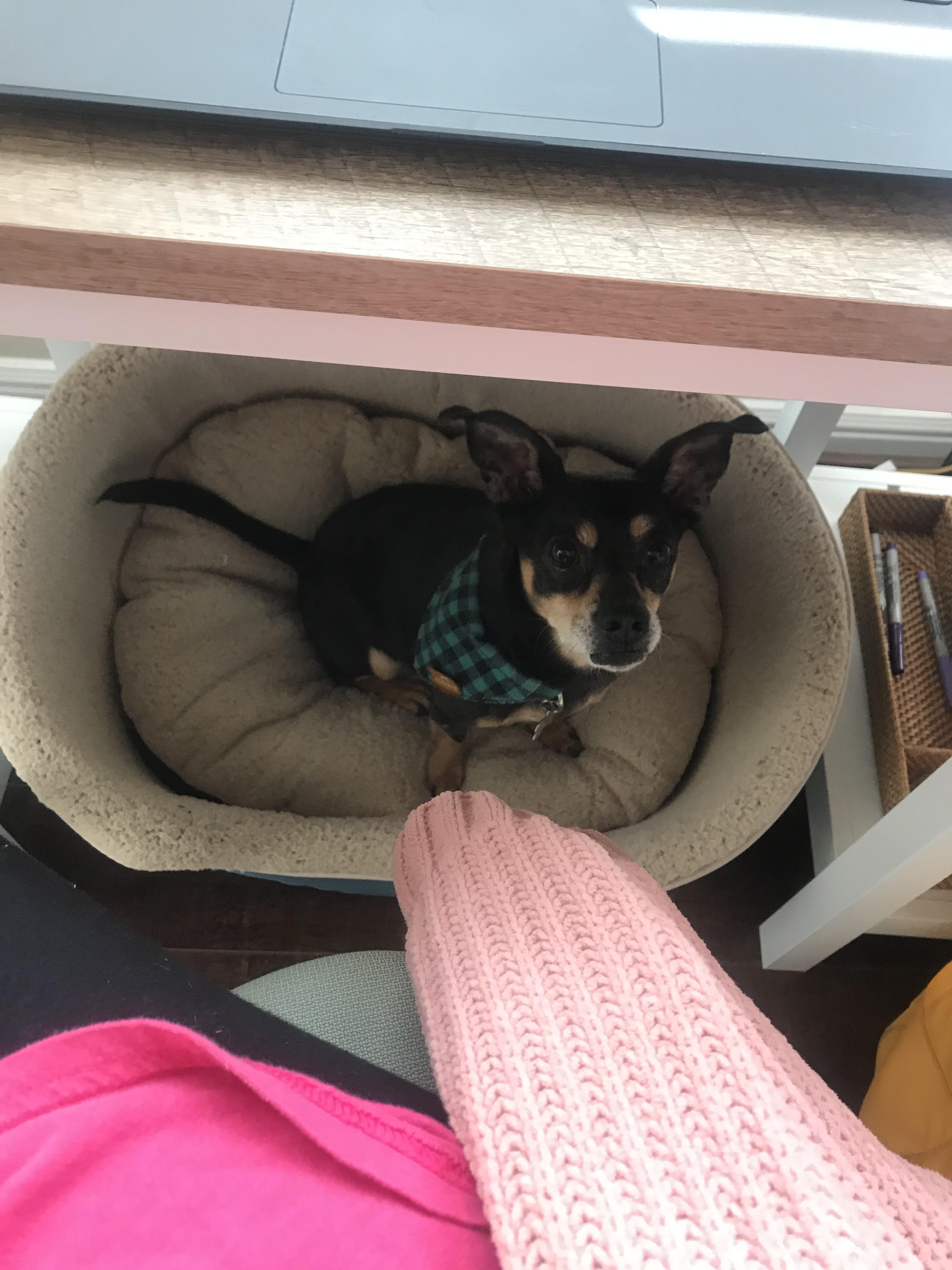 My dog is scared of the beeping coming from my broken house alarm and hid under my desk, so i