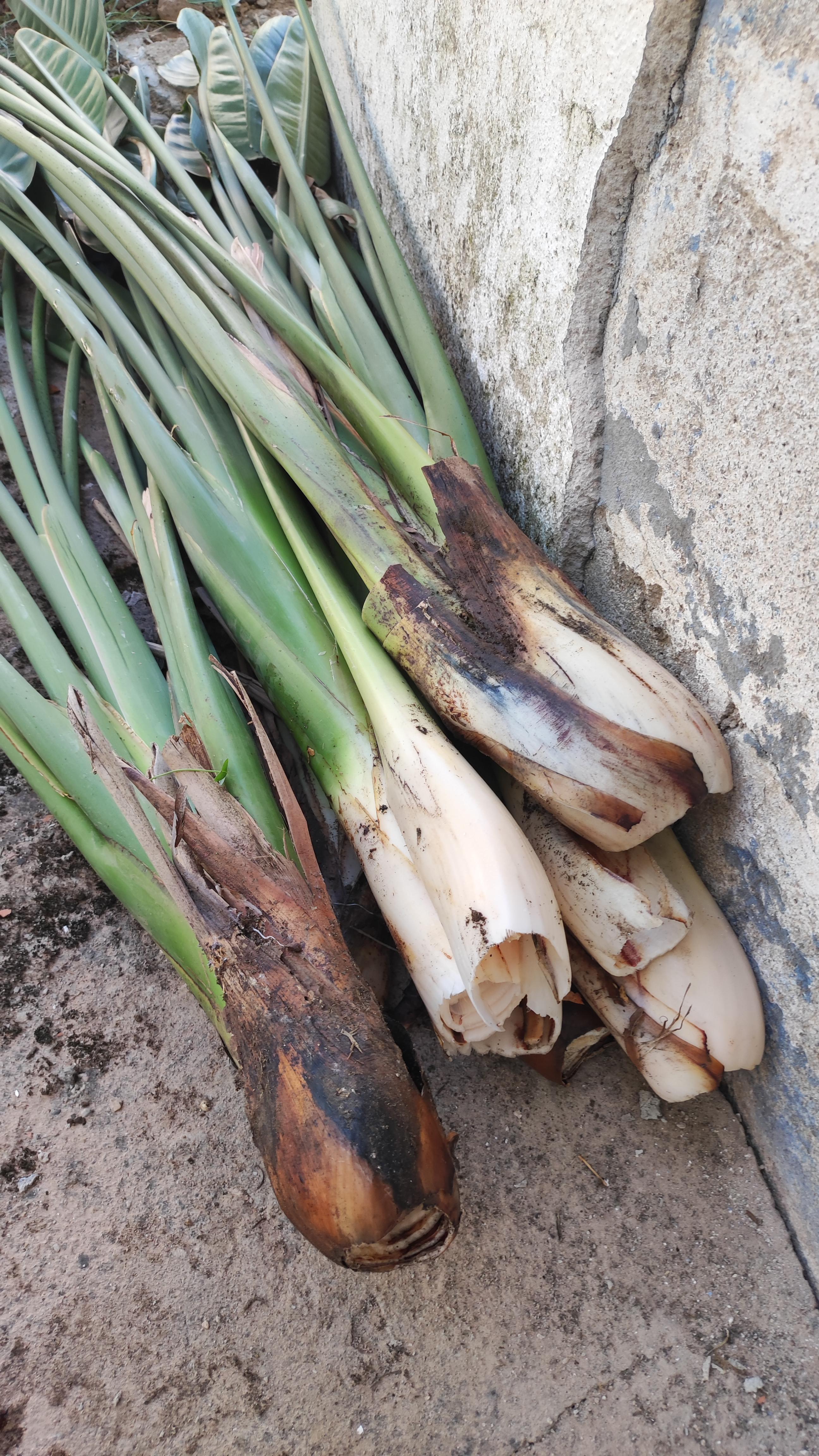 Can these strelitzia bulbs without roots be replanted? r/plantclinic