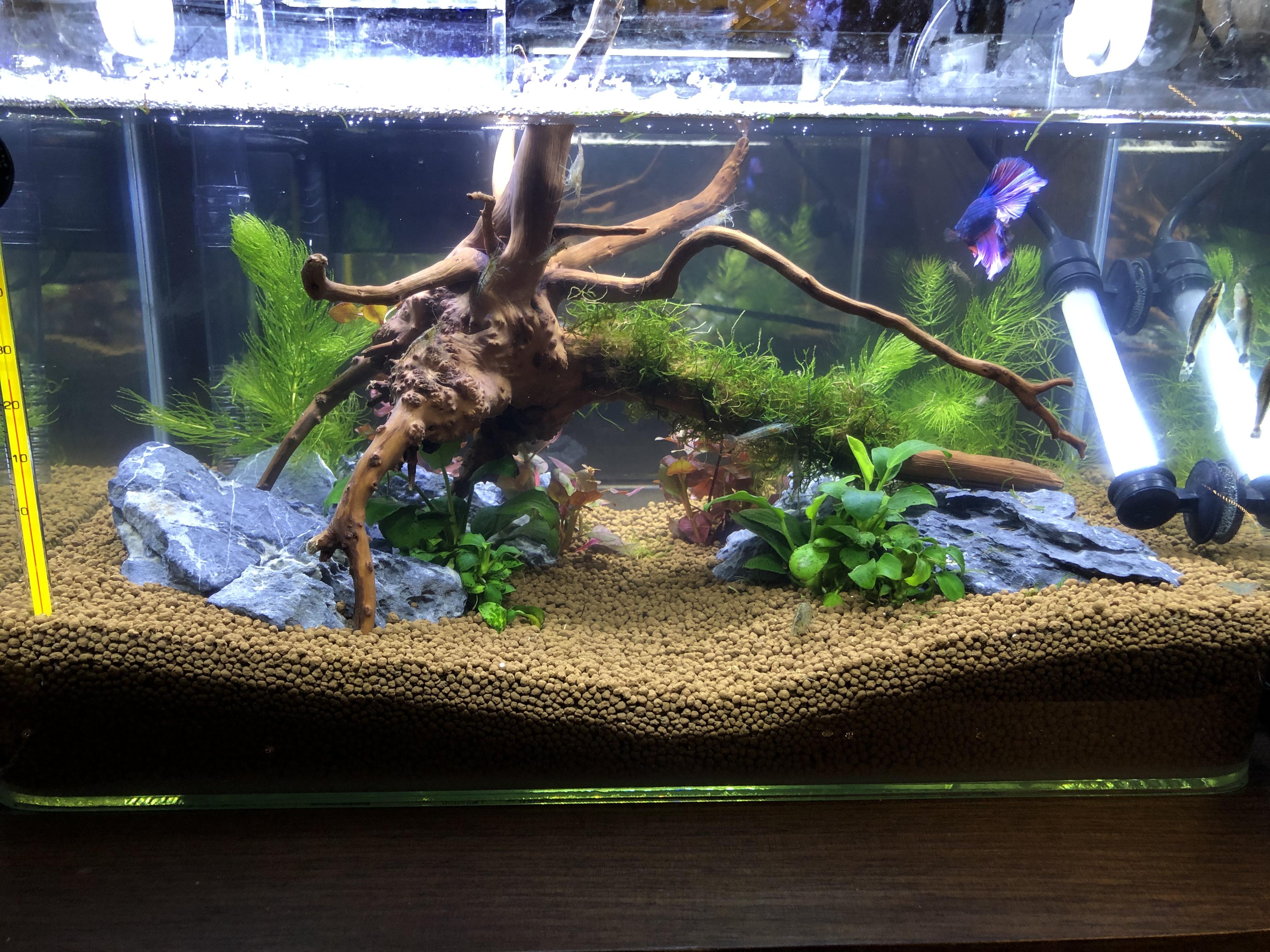 My 5 Gallon Betta setup. More Plant r/Aquascape