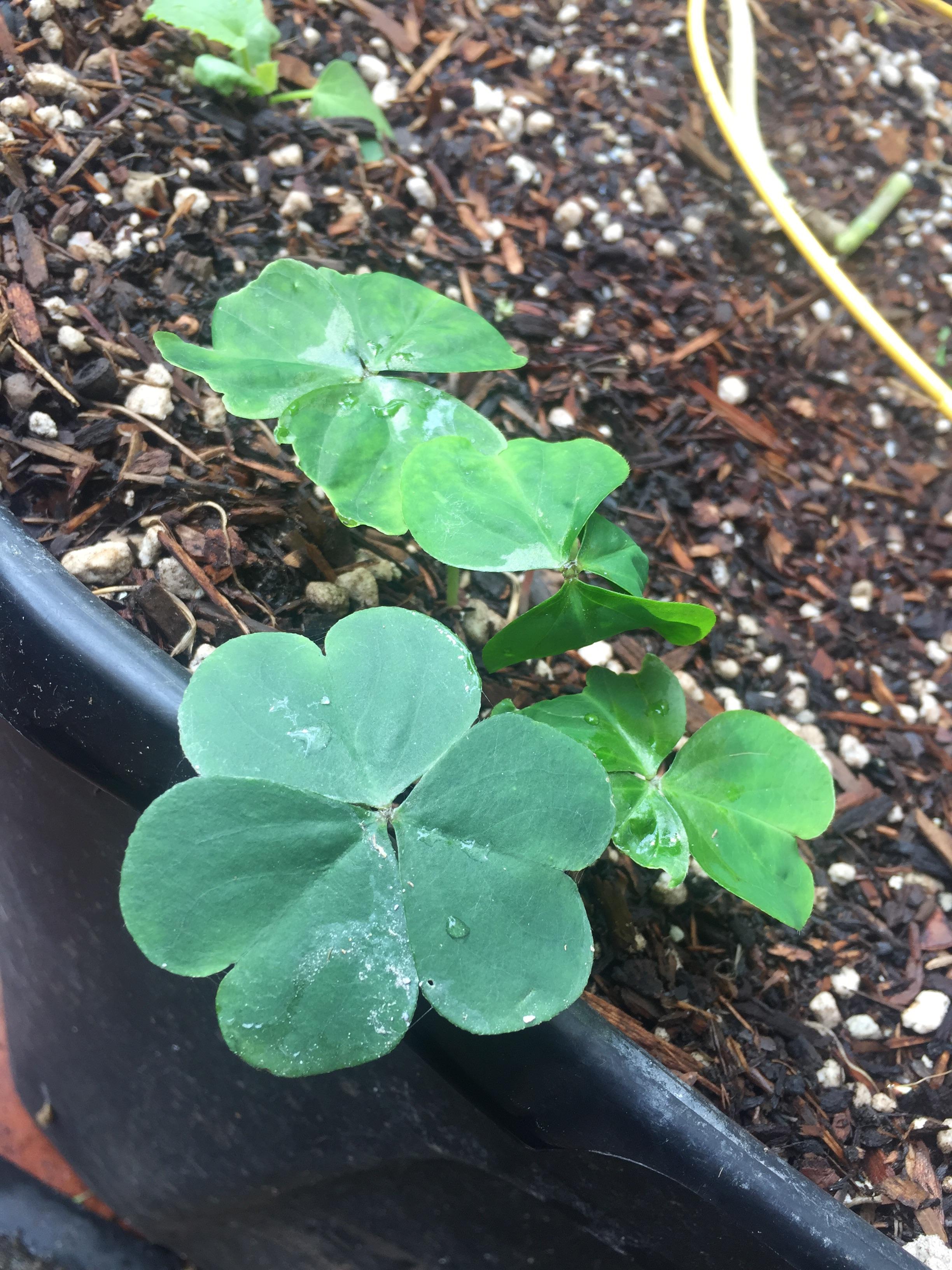 What’s your favorite recipe for wood sorrel r/foraging