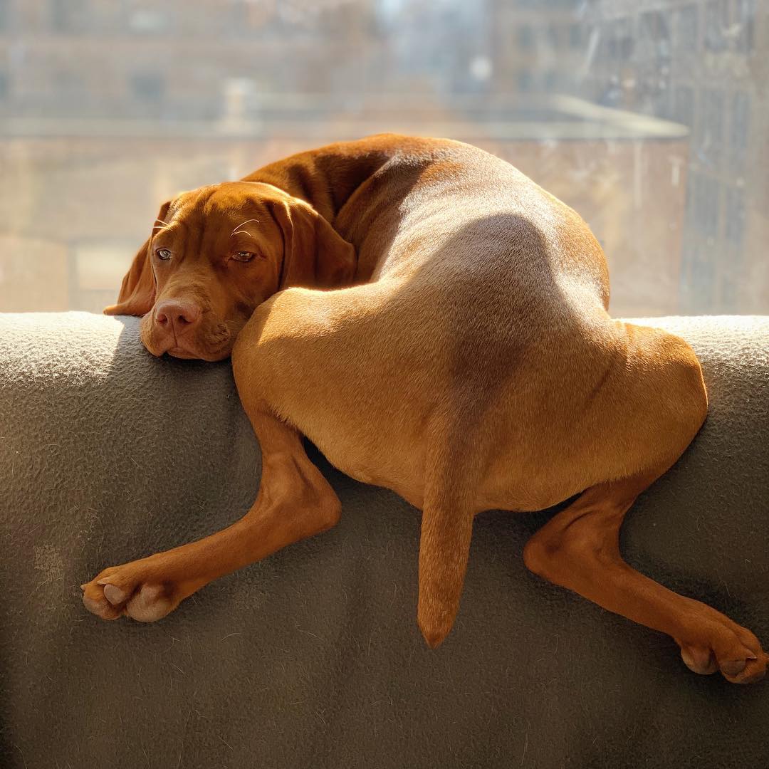 How this puppy relaxes r/AnimalsBeingDerps