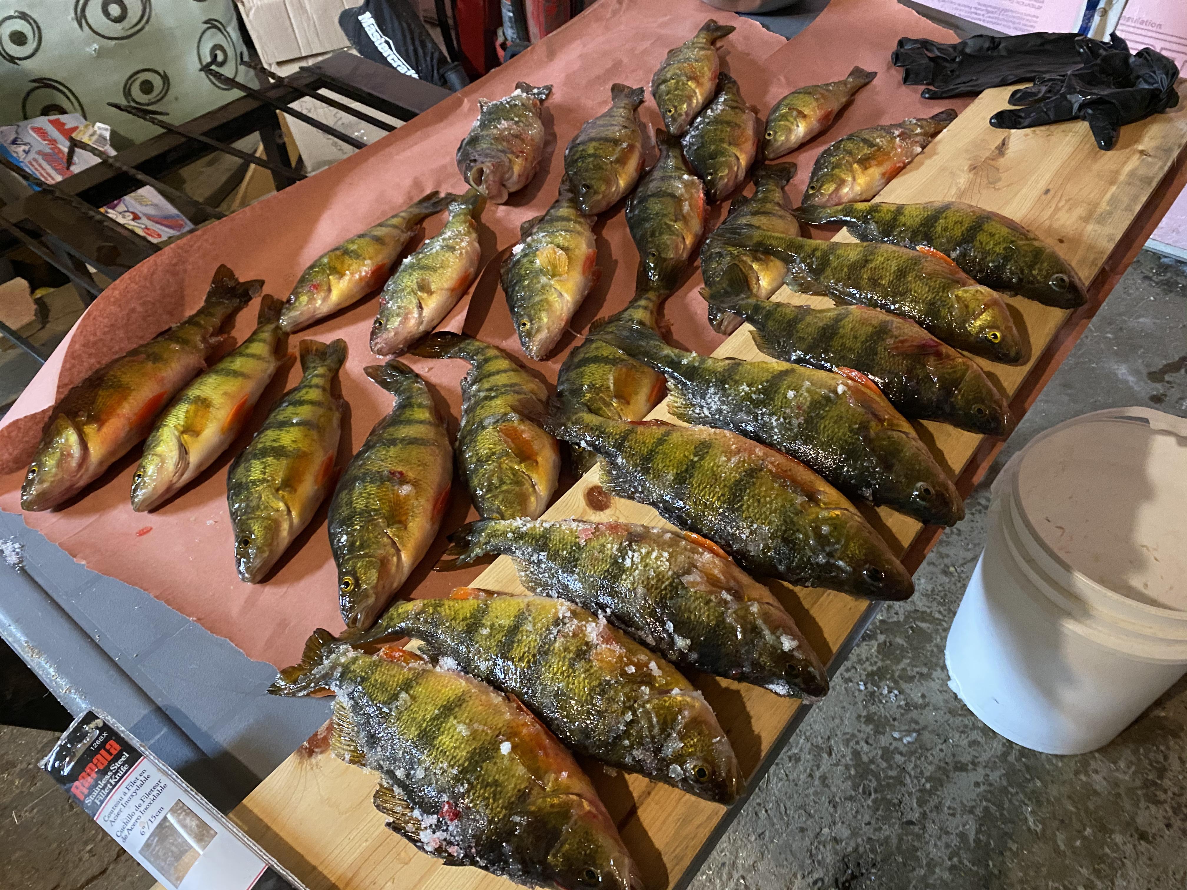 Best ice fishing day in forever! Going to taste so good! r/Fishing