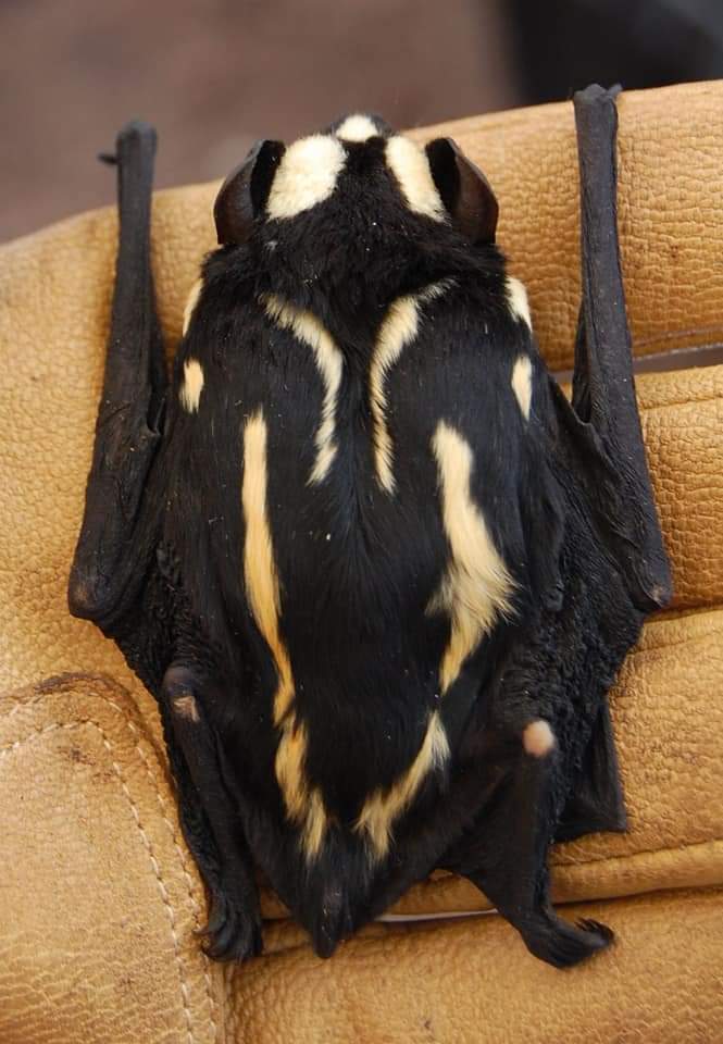 The pied butterfly bat (Glauconycteris superba), also known as badger