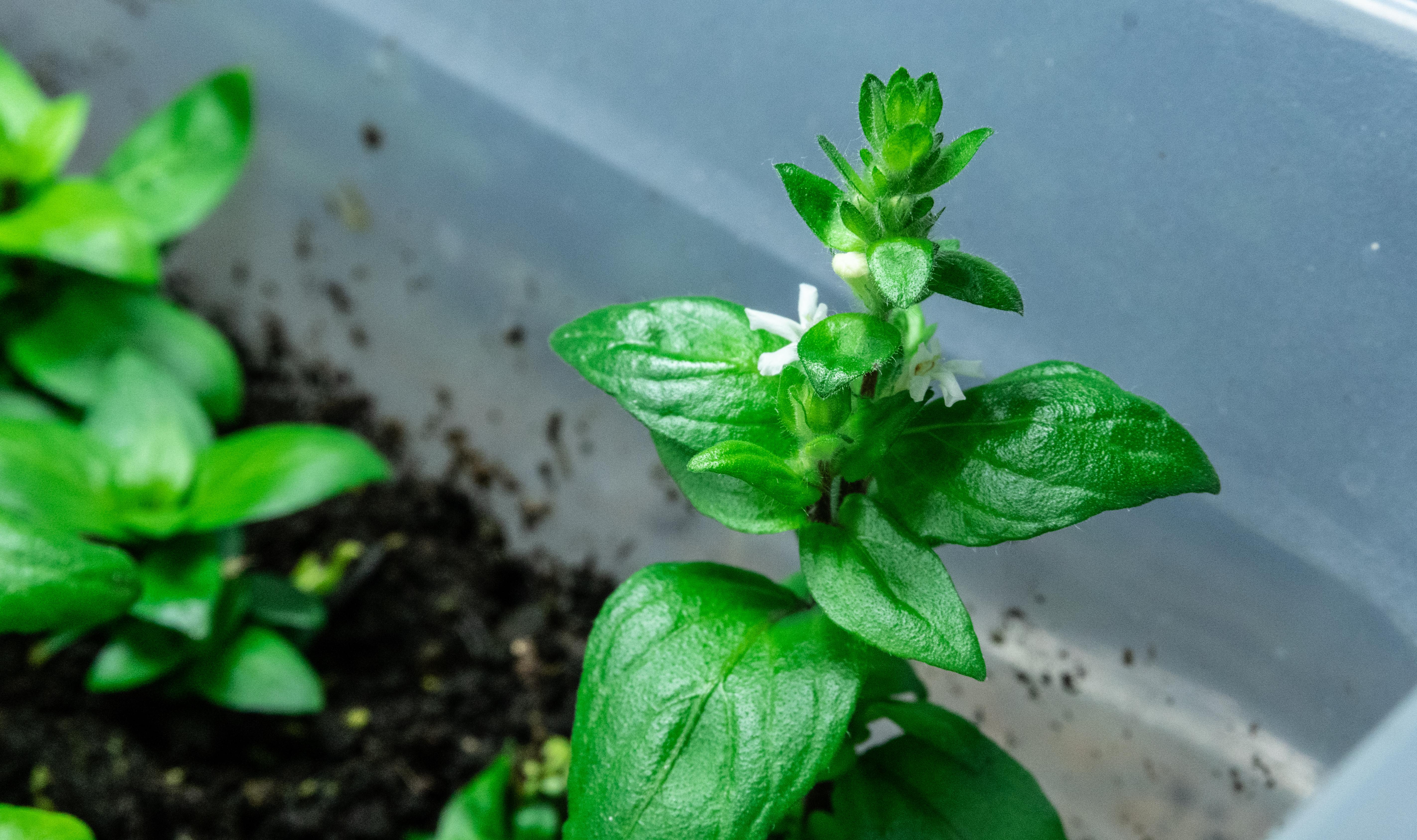 I grow several plant species emersed. Today my Staurogyne repens