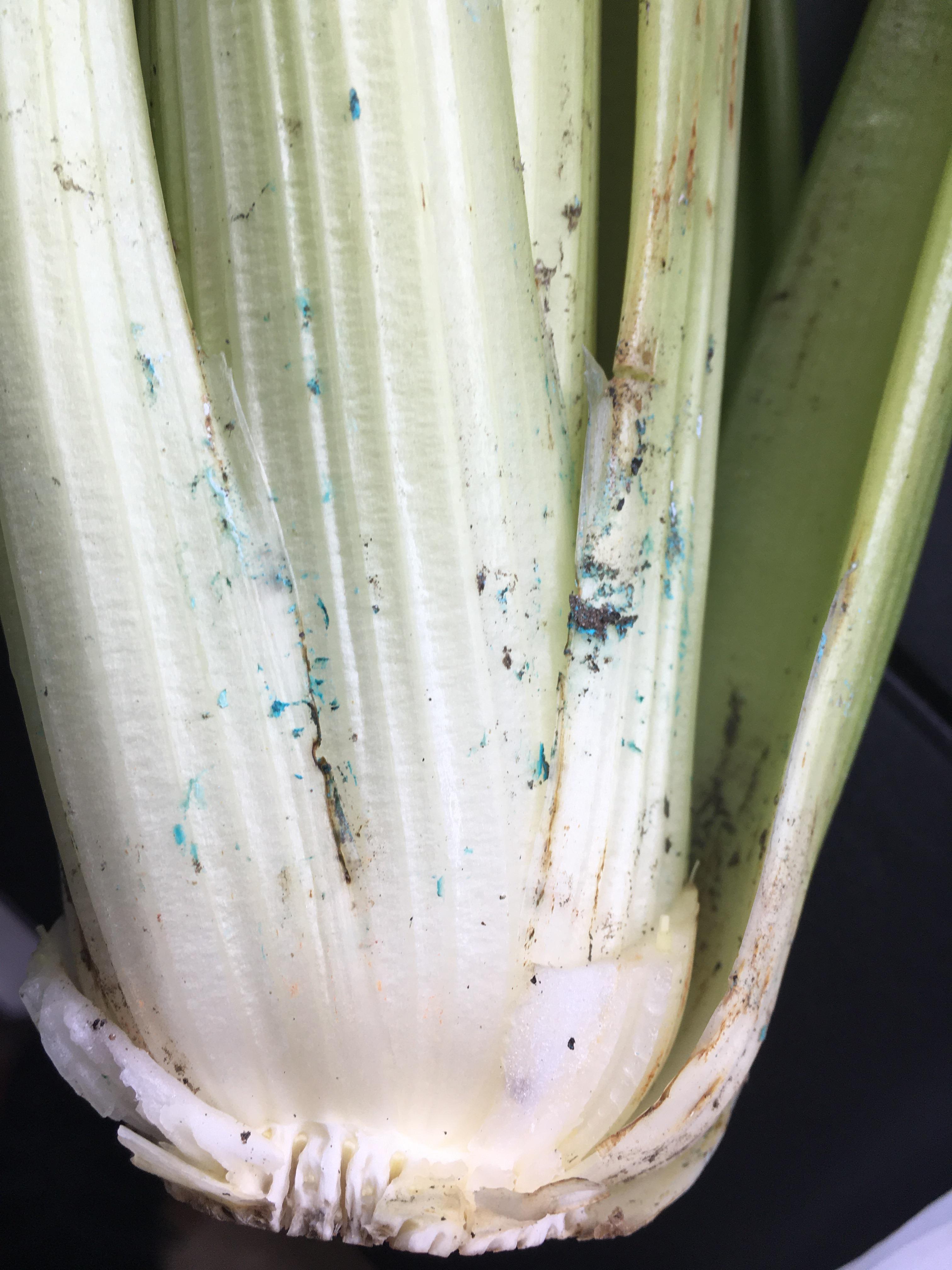 After taking the outer stalks off celery, I found this blue stuff on
