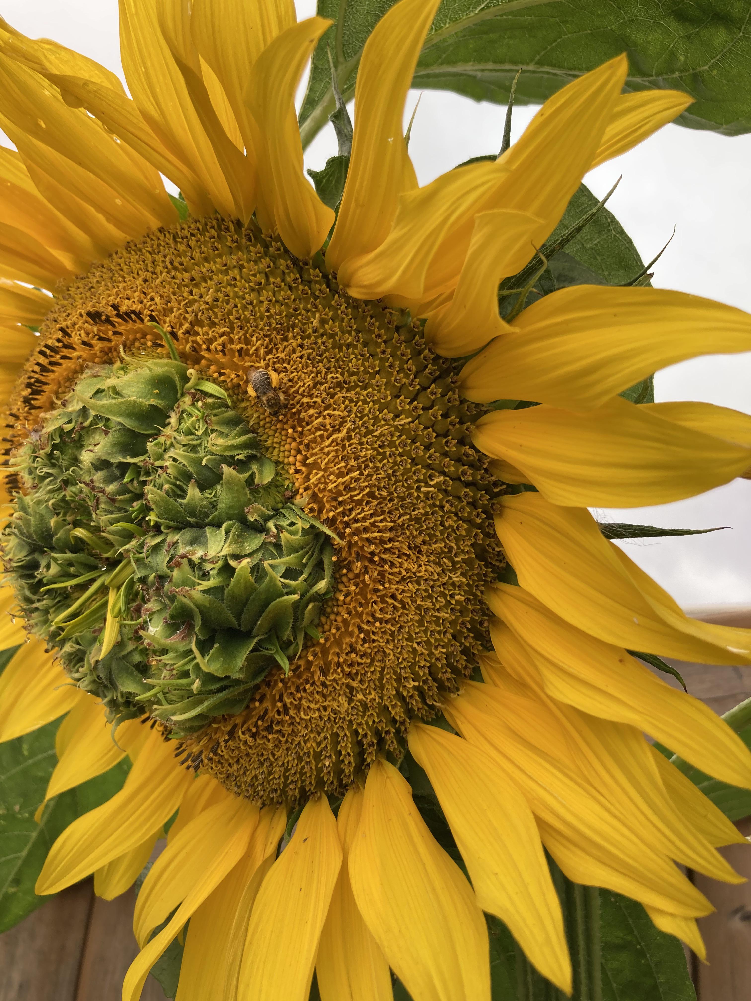 Never seen a sunflower grow like this before! So curious to see what