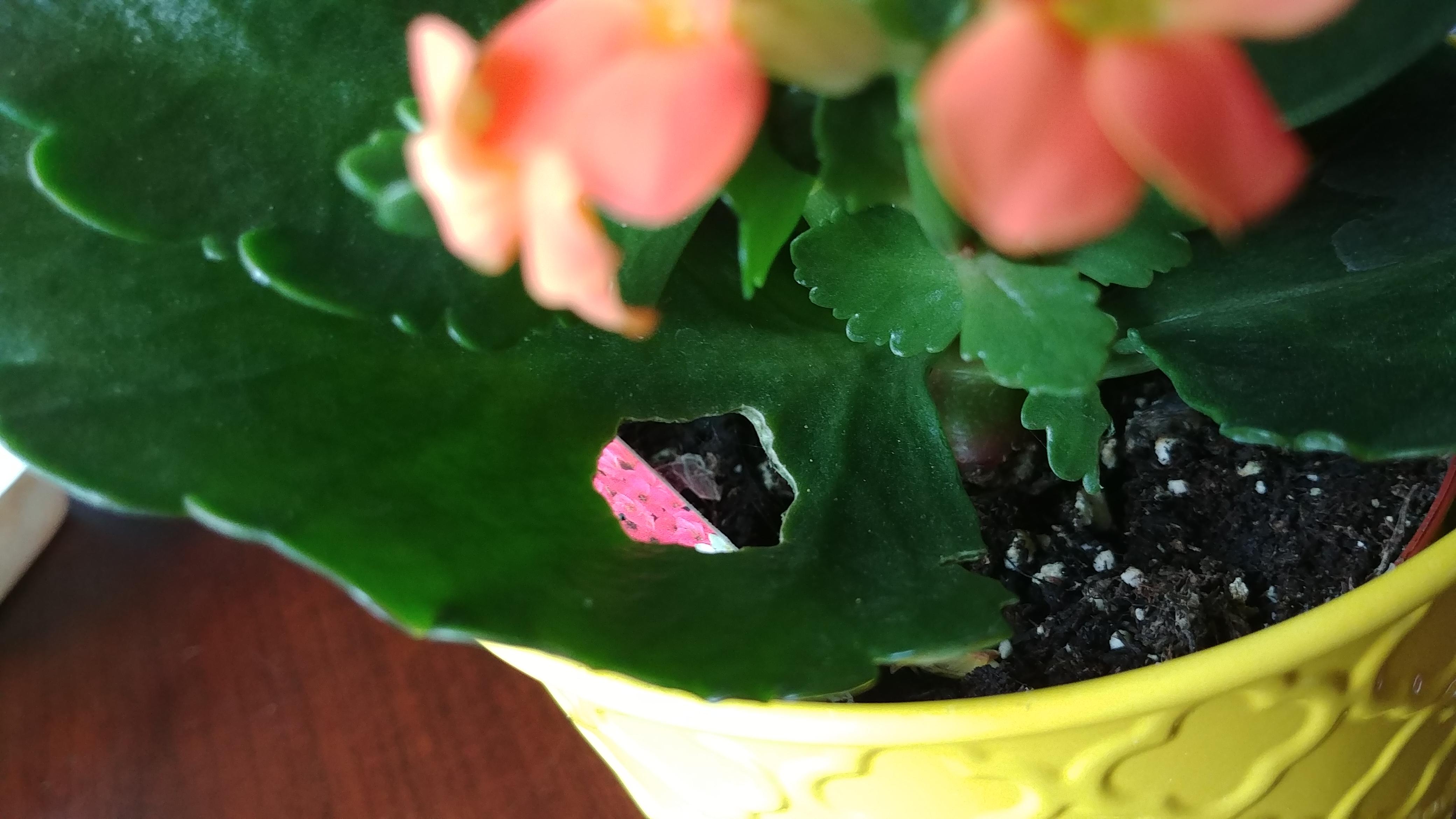What is eating my Kalanchoe? r/plantclinic
