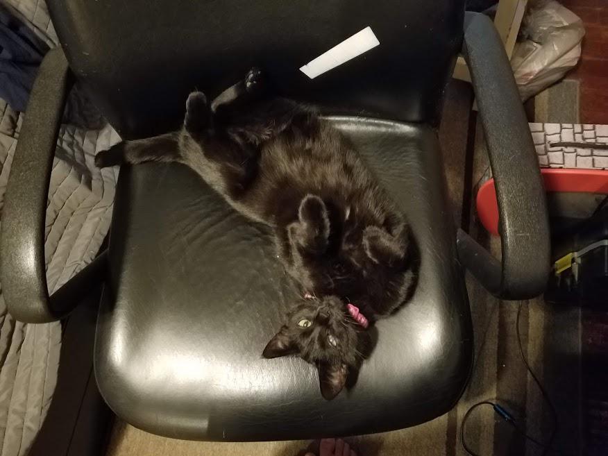 Old picture of my cat stealing my chair. Her name is Misty r/cat