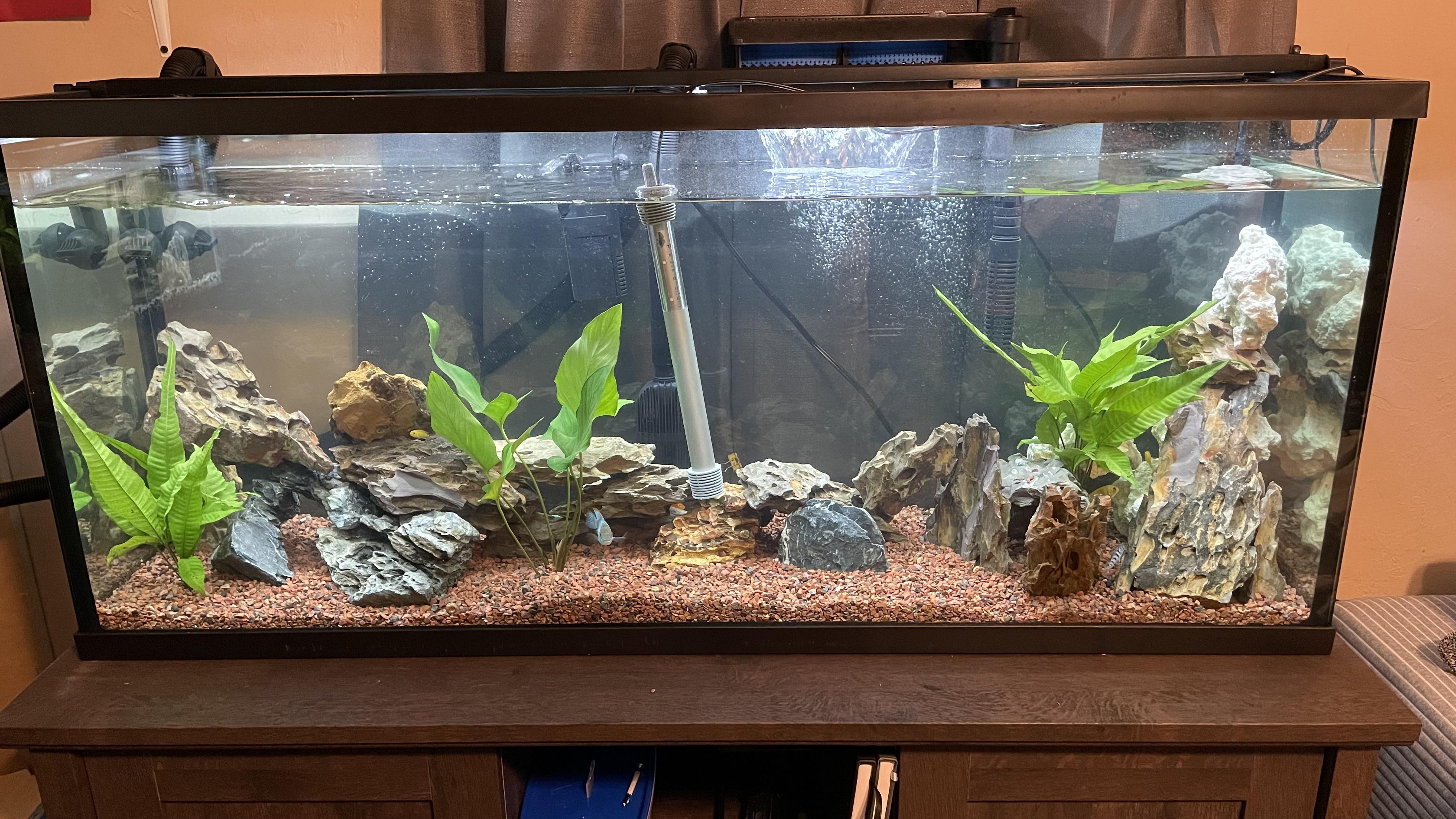 What kind of plants should I put in my 55 gallon cichlid tank? r