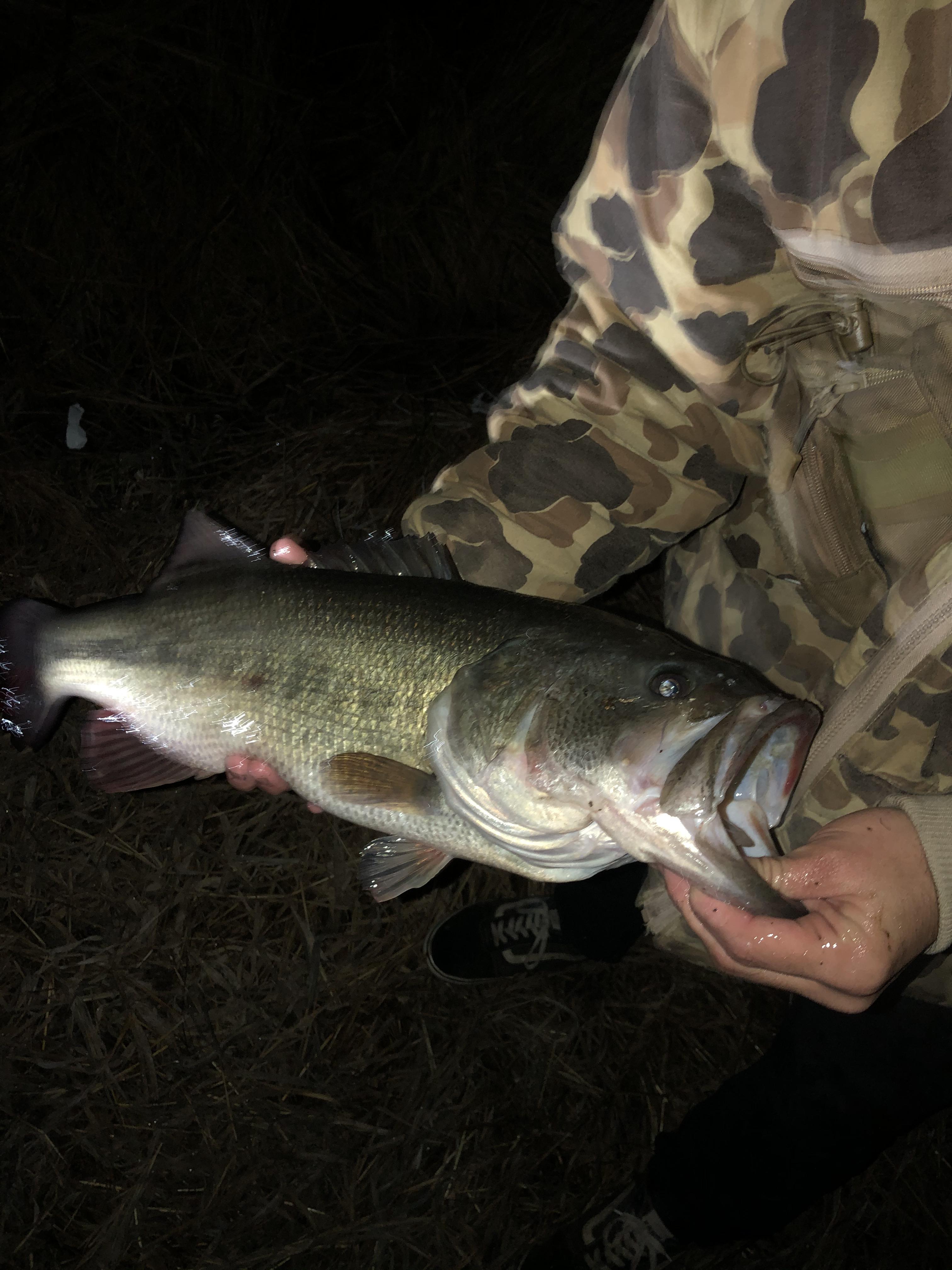 Caught this bass at 1130 pm on a black and blue jig. First time ever