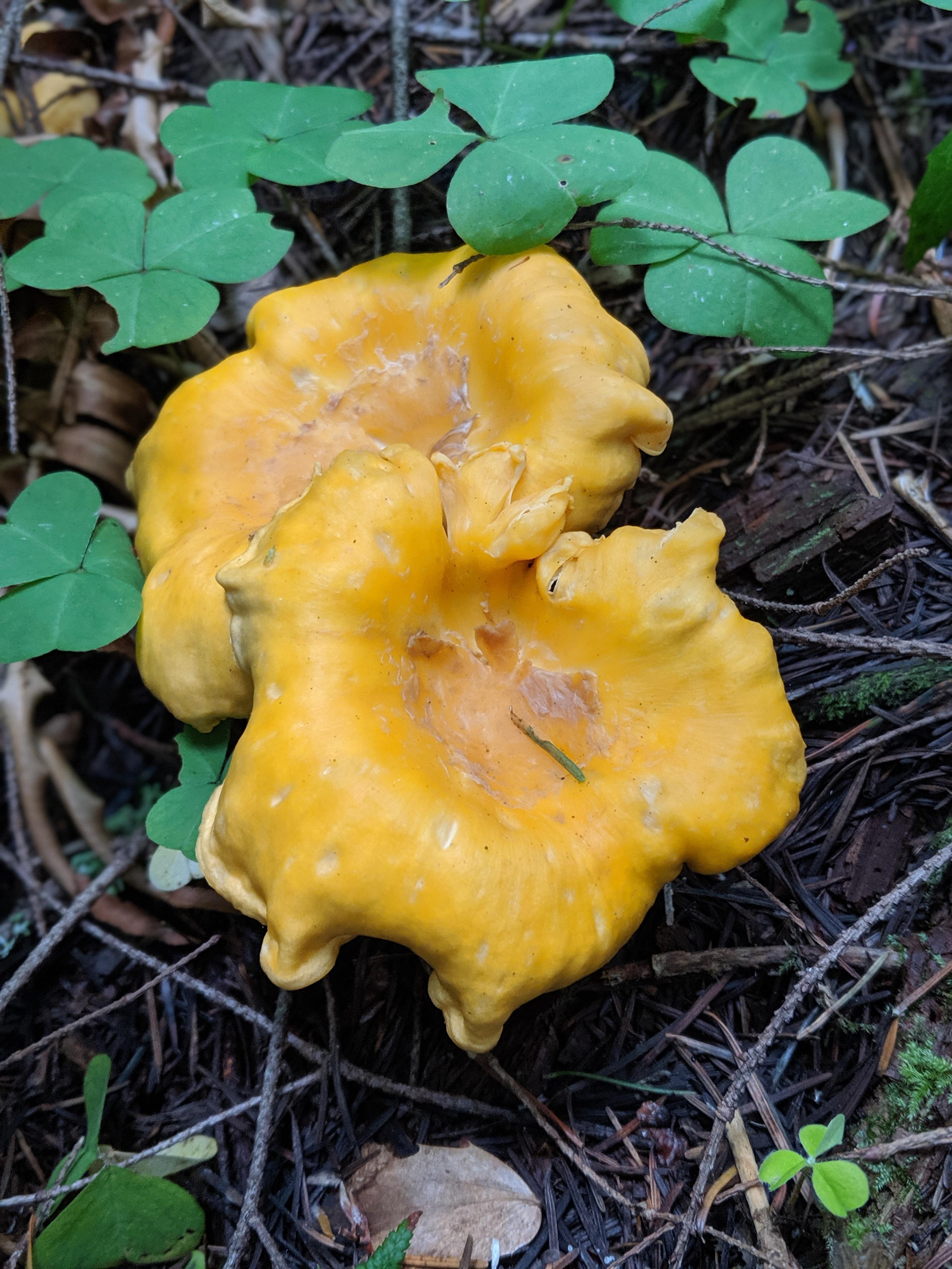 Chanterelle in southern Washington r/mushroom_hunting