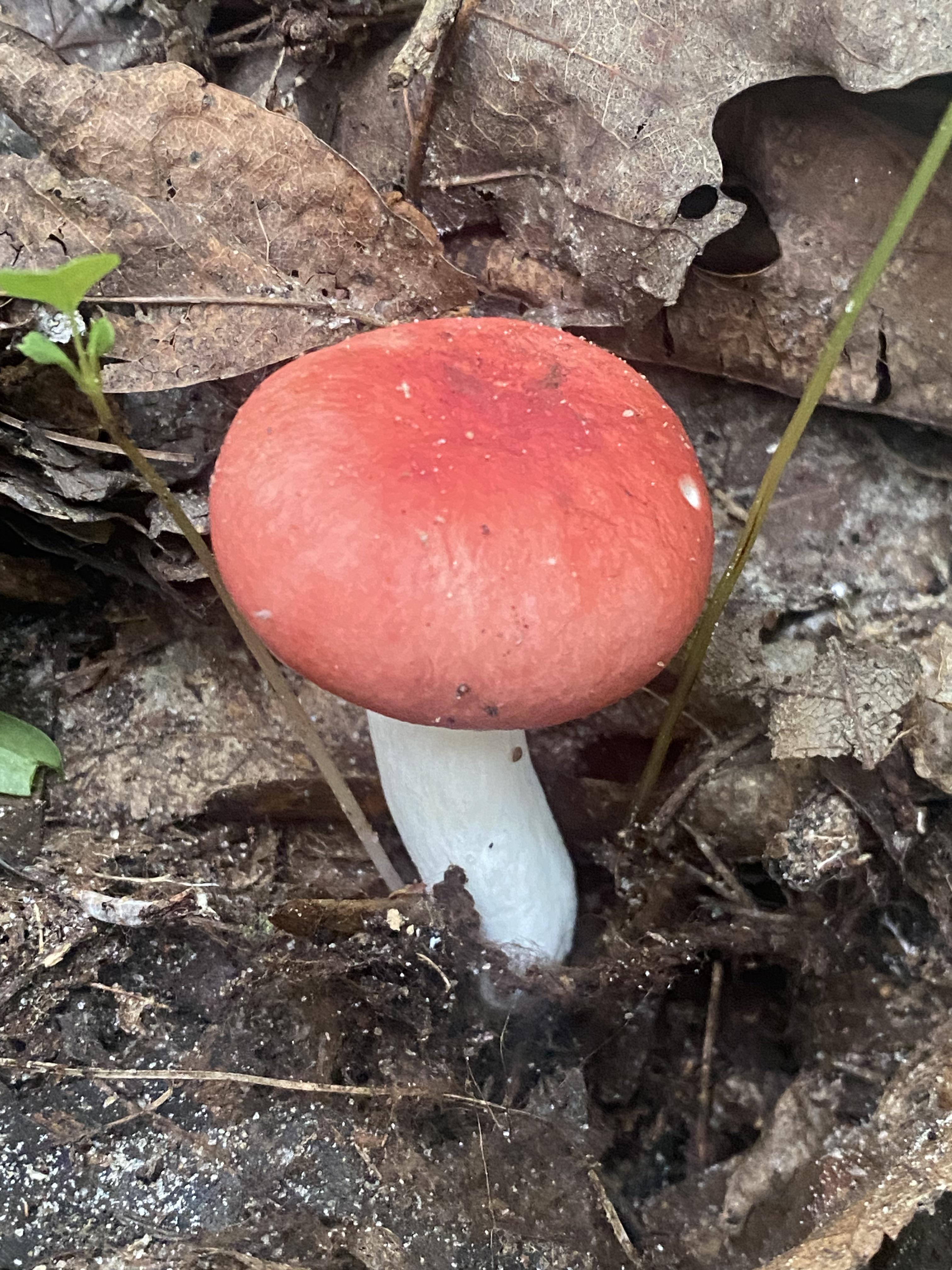 Russula emitica? Found in Western North Carolina r/mushroomID