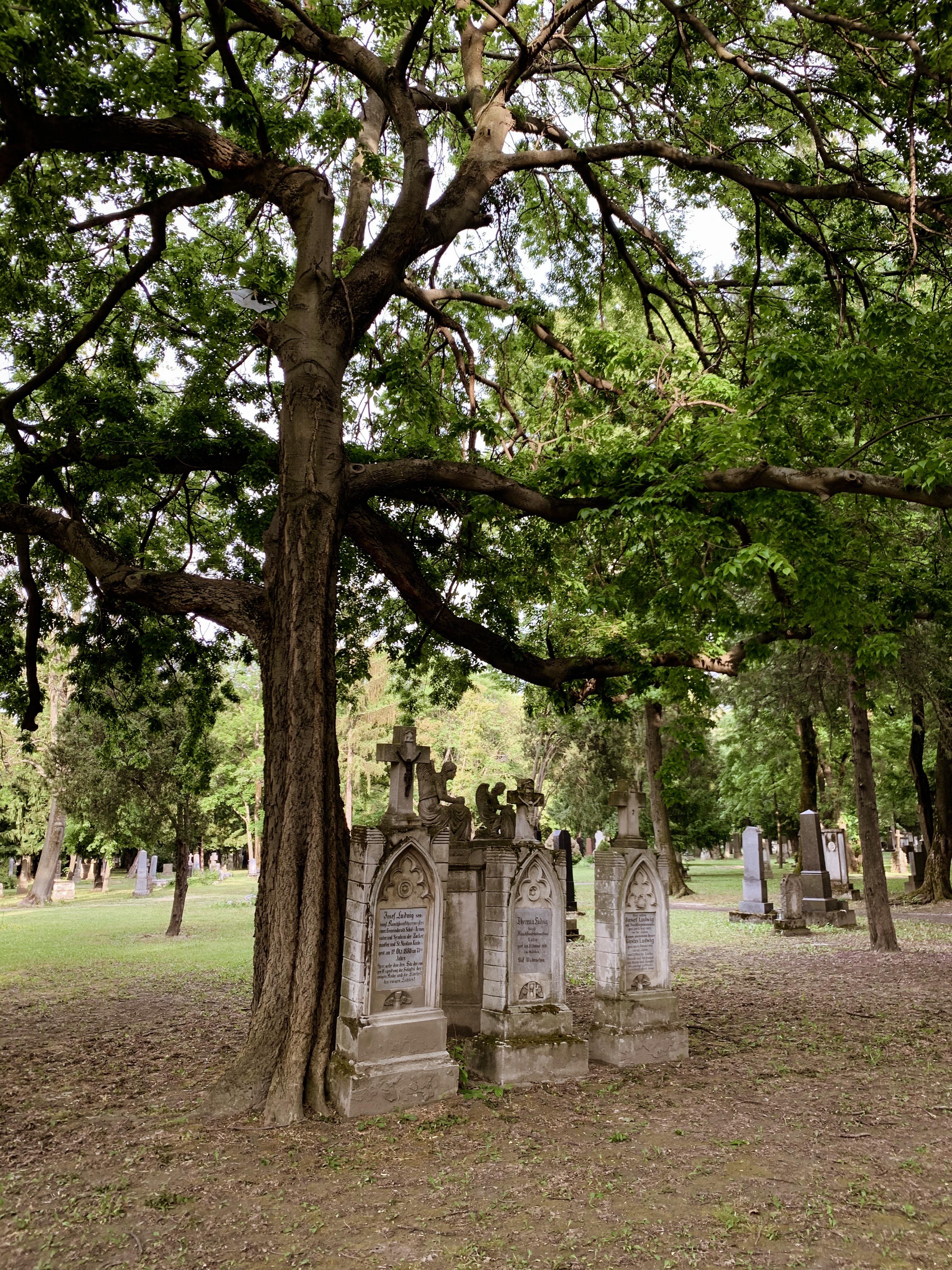 My favourite gravestones on one of the historic cemeteries in