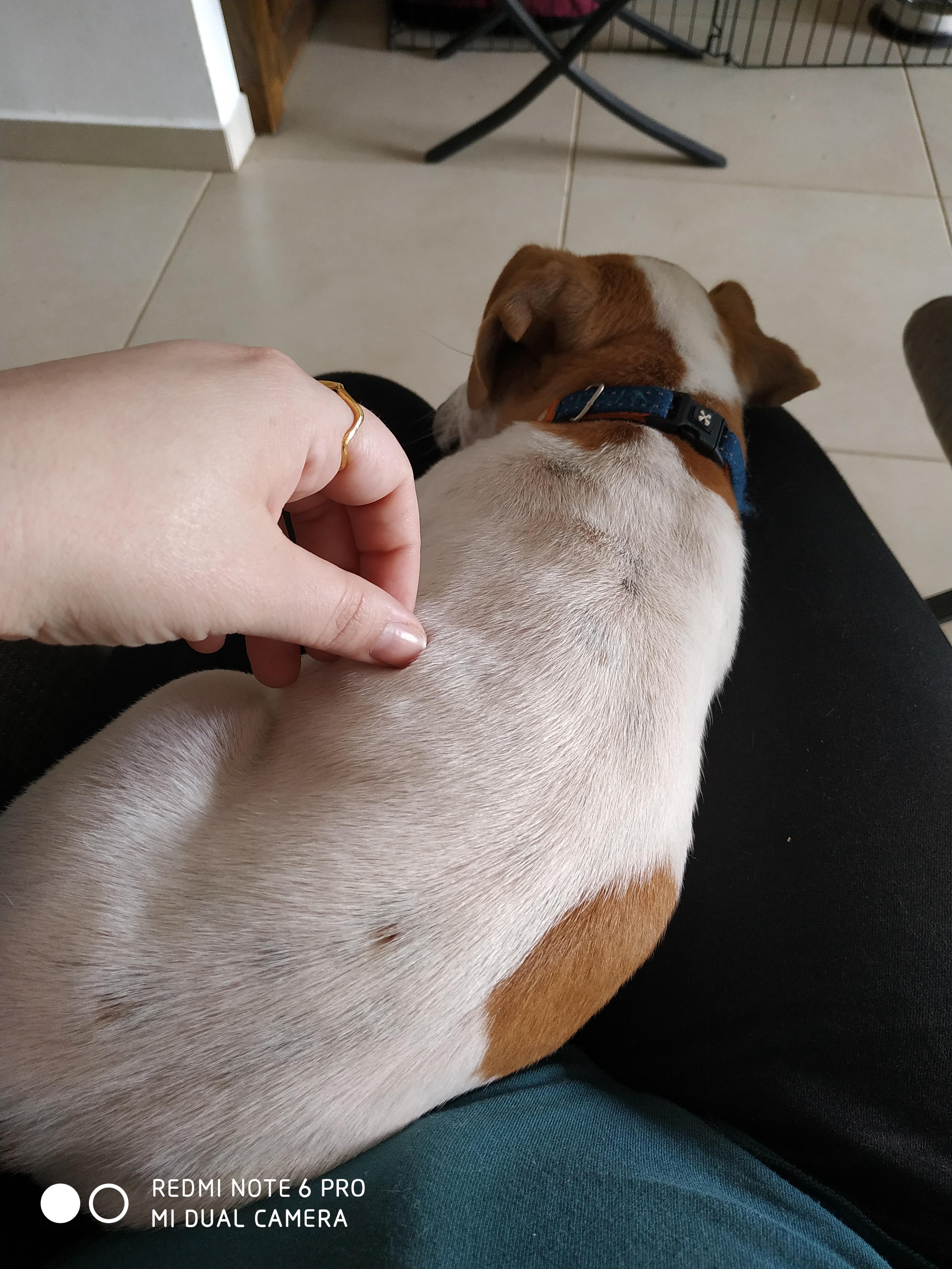 Are All Jack Russells Hyper