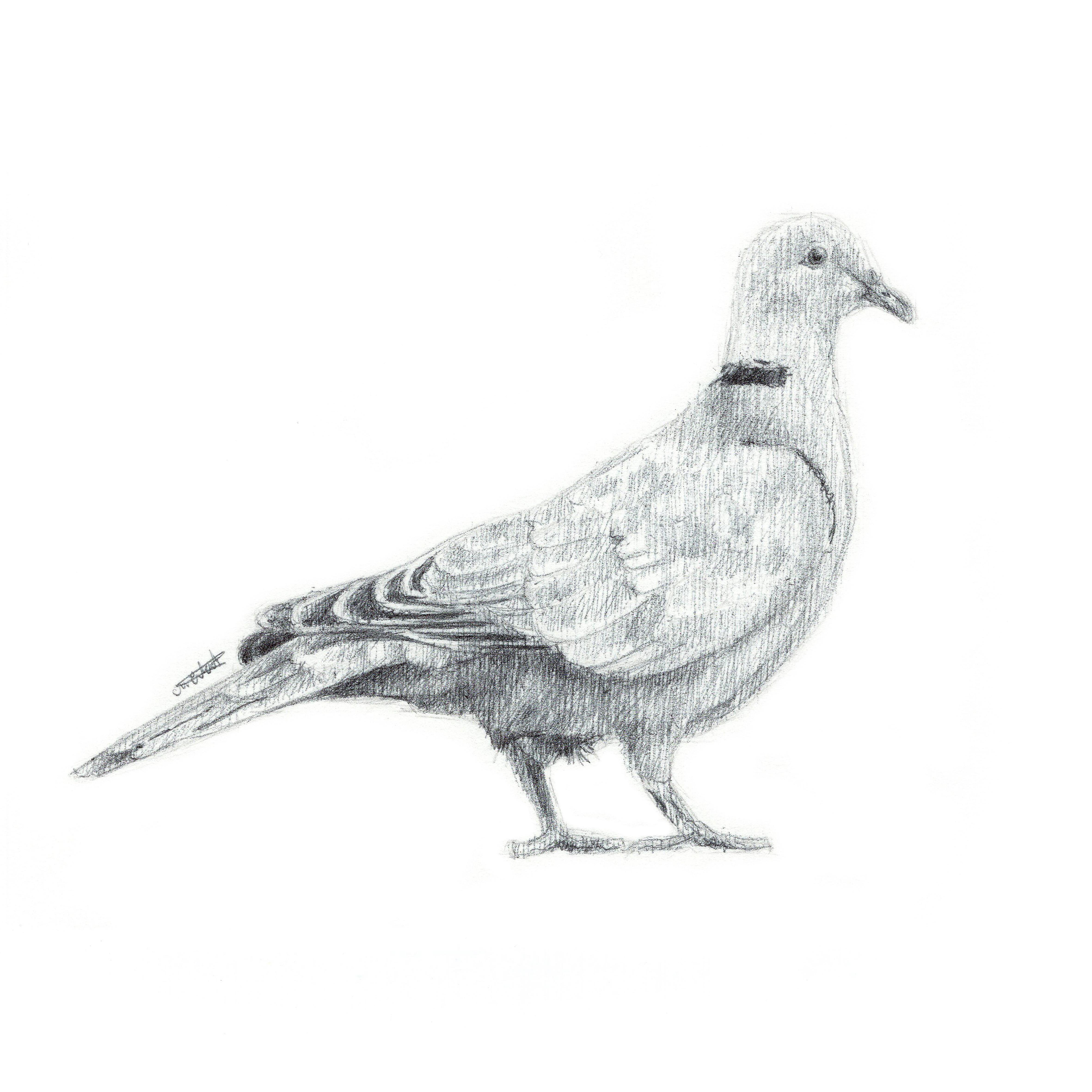 Biropen Collared Dove Drawing r/drawing