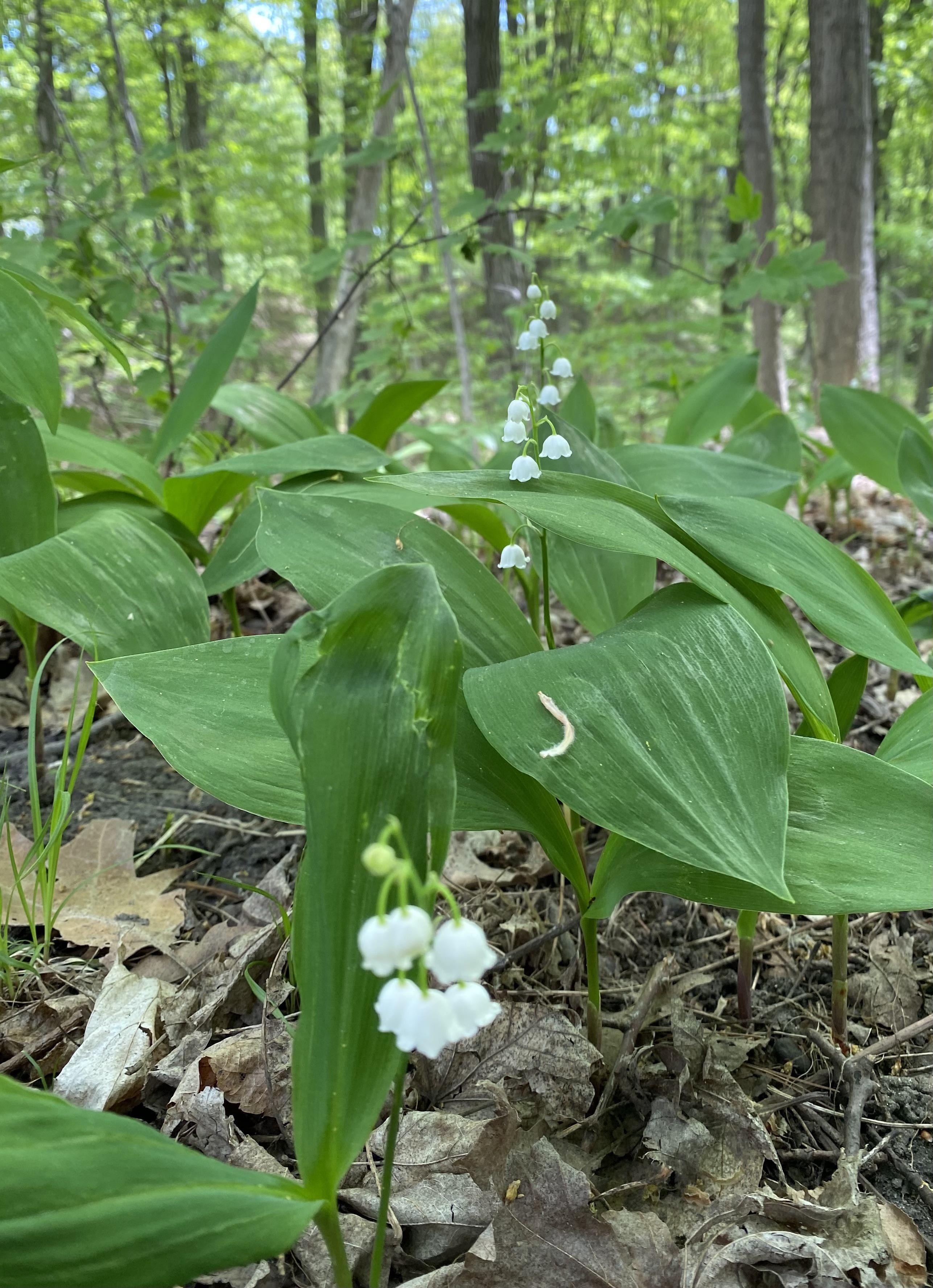 Lilyofthevalley [Rouge Park] which according to