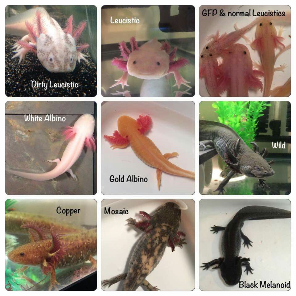 What type of axolotl do you have? r/axolotls