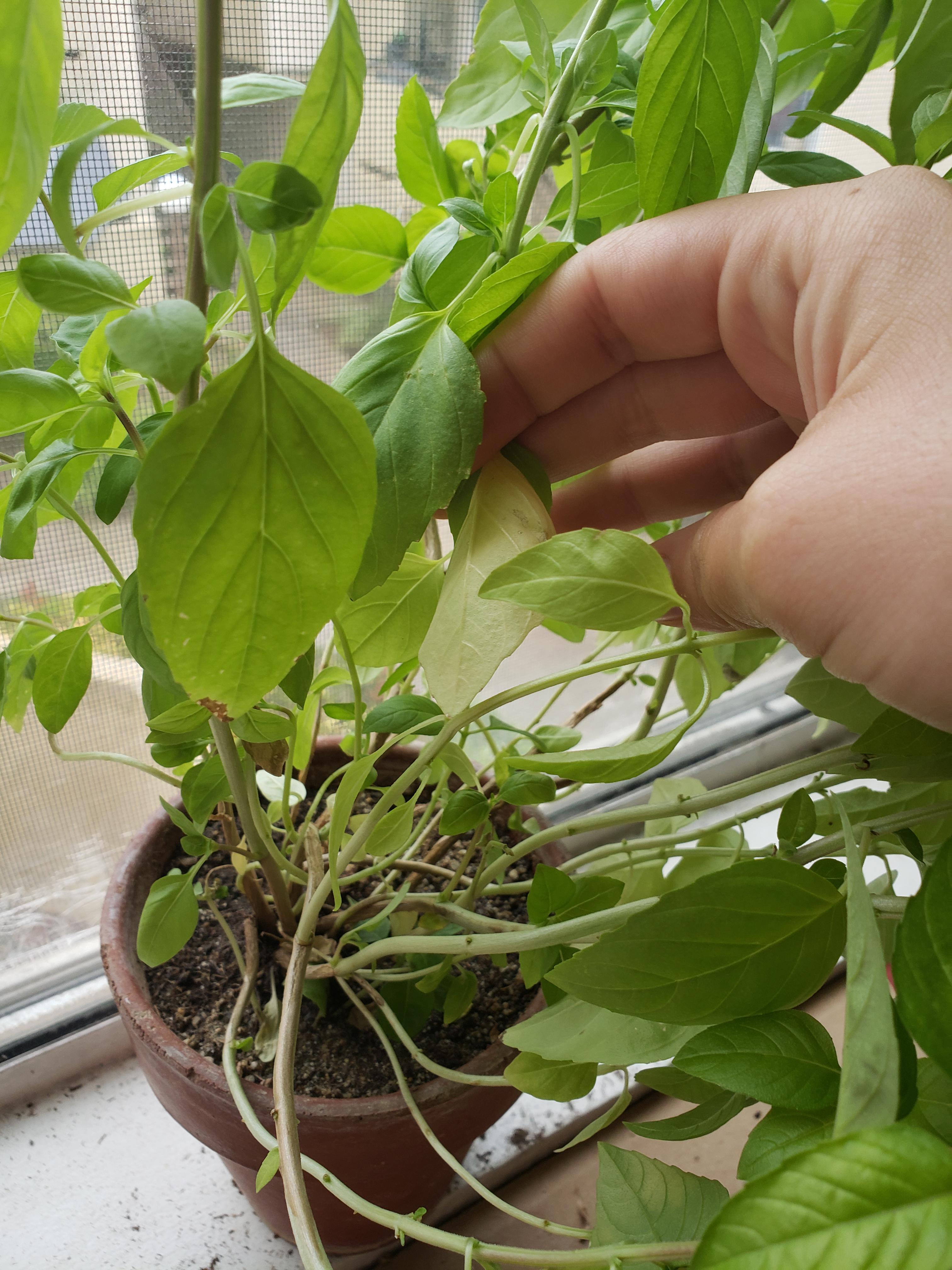 My Basil Plant is Sick, but why? It has plenty of sunlight, gets