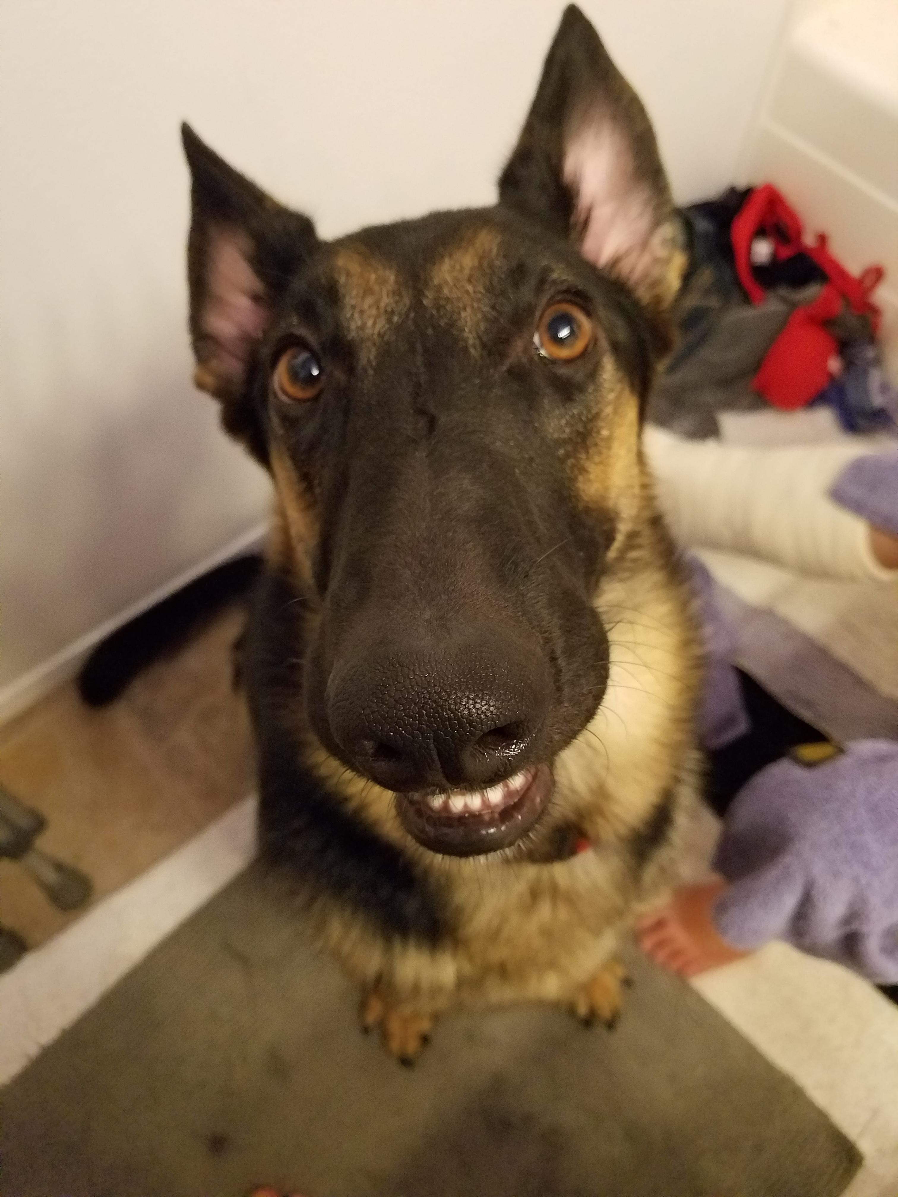 My baby Huxley is going into surgery right now, the vet techs sent me