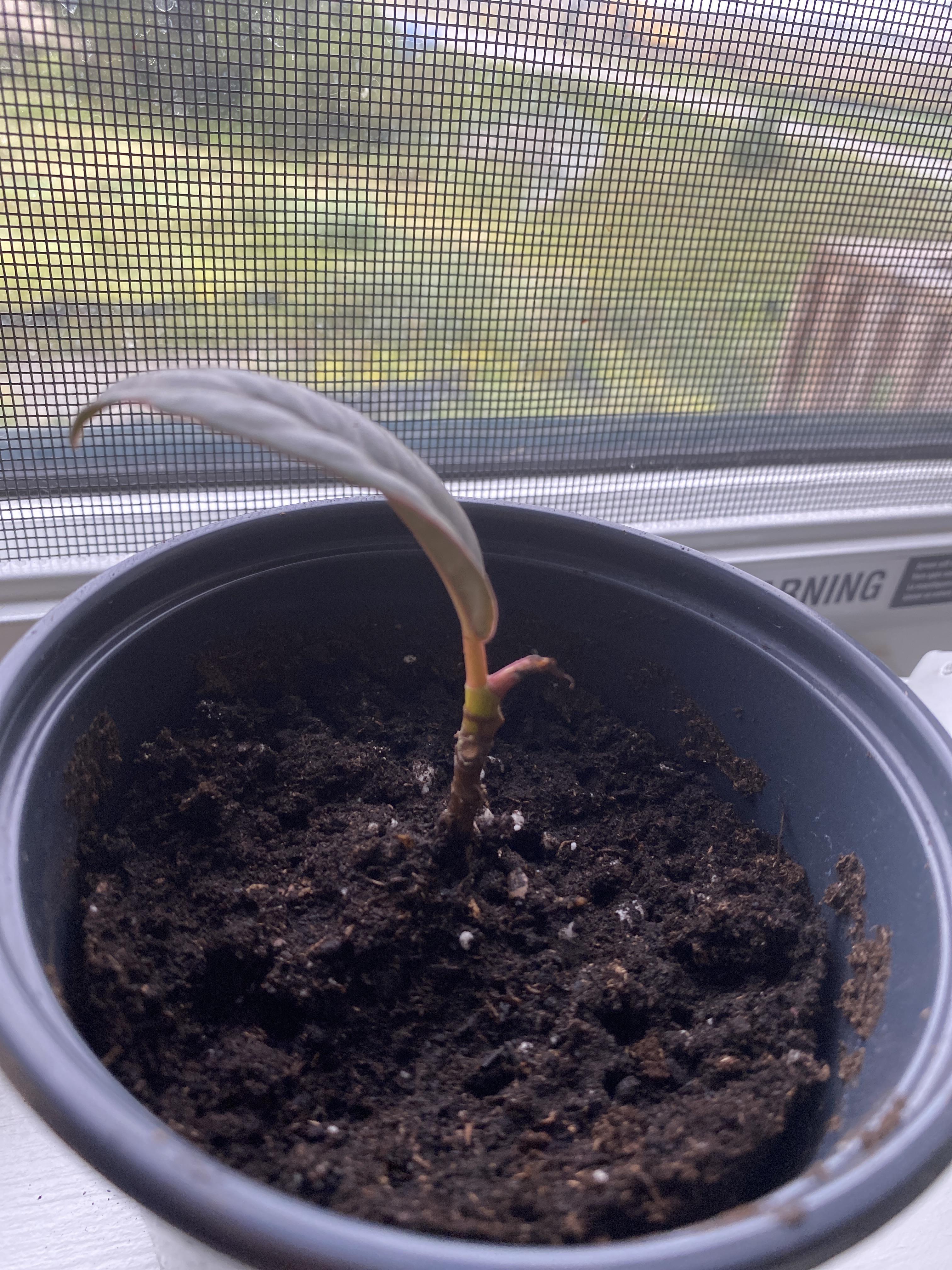 Does anyone know if a new leaf will grow somewhere else from this