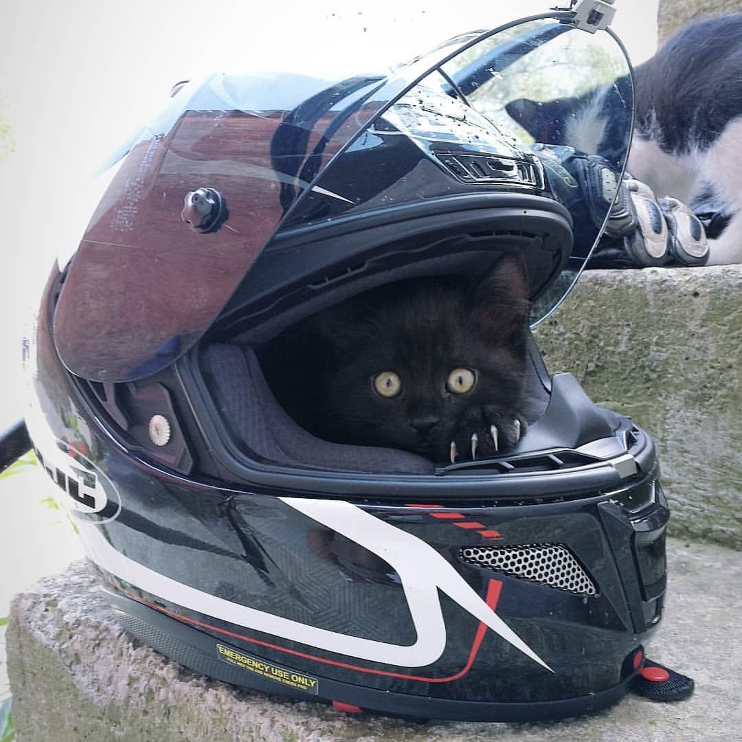 Kitty guarding my motorcycle helmet r/cats