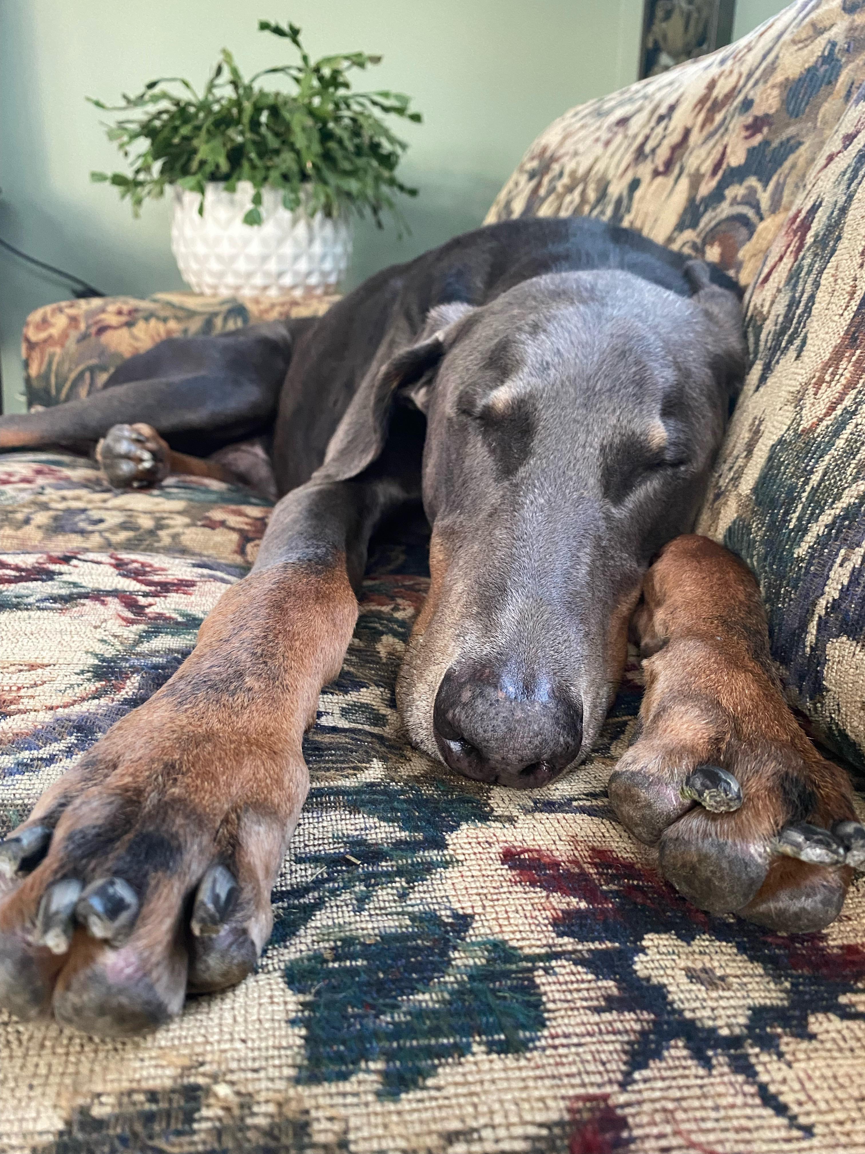 Napping r/DobermanPinscher