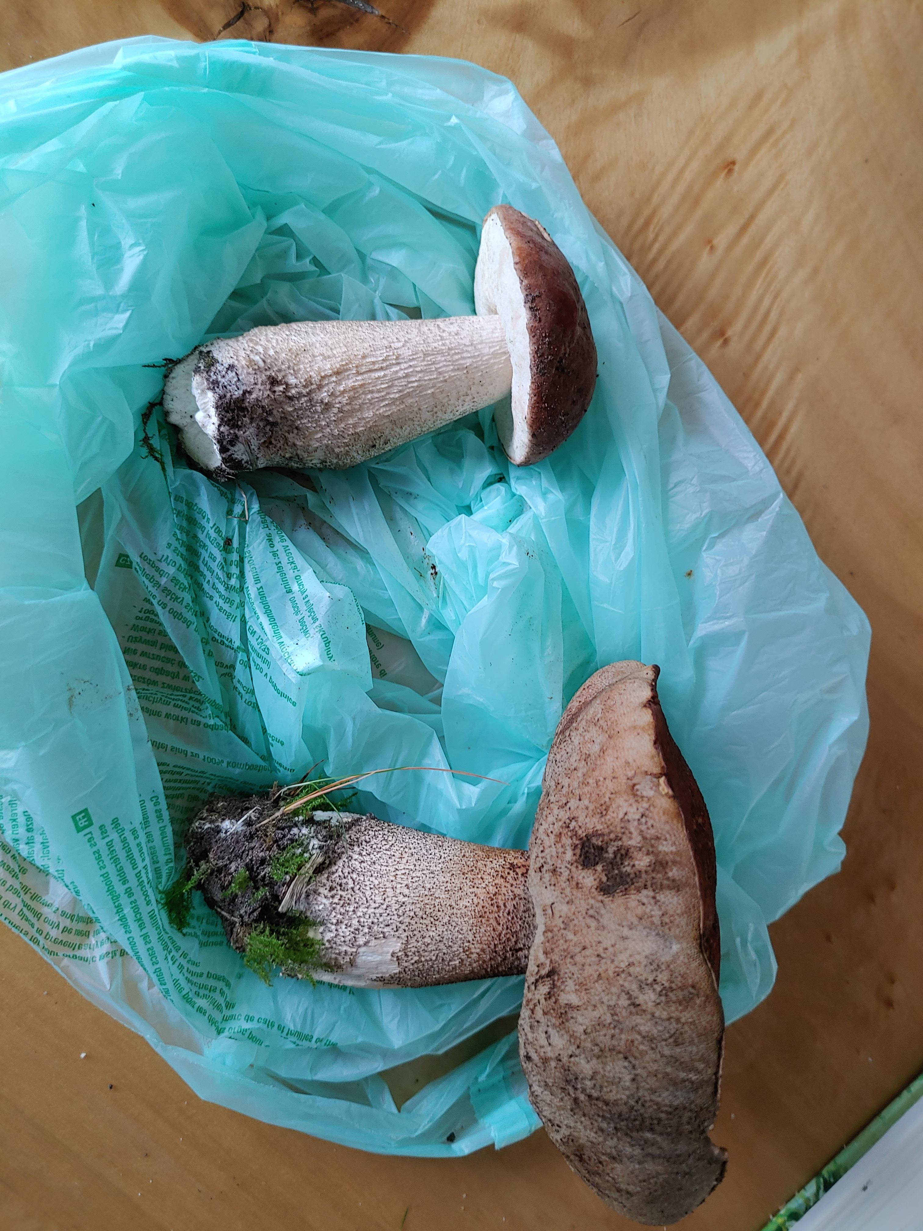 I'm 99 sure these are porcini mushrooms, found near a birch tree. can
