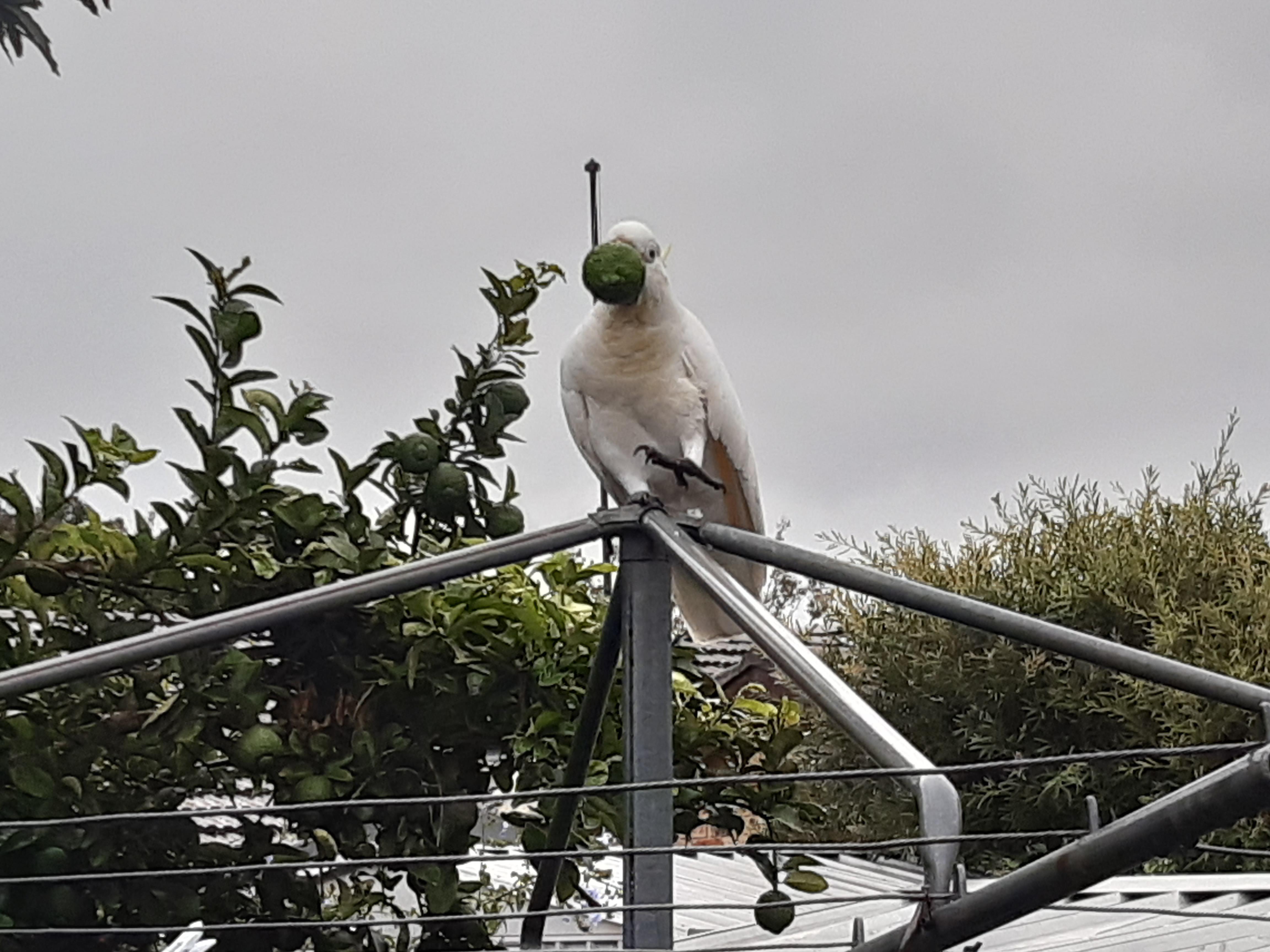 Cocky Eating My Lemons r/australia