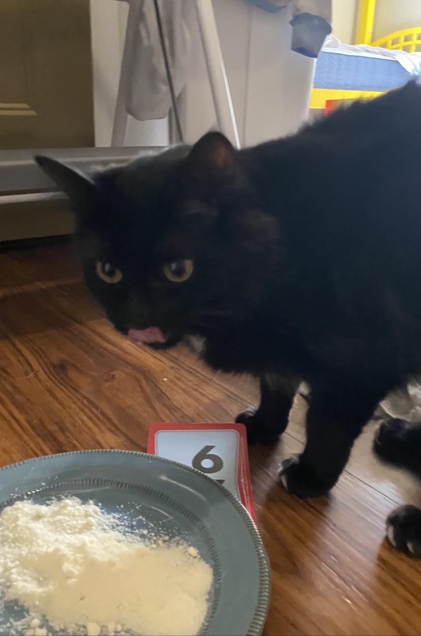 Cursed_parmesancat_noedit cursed_cats