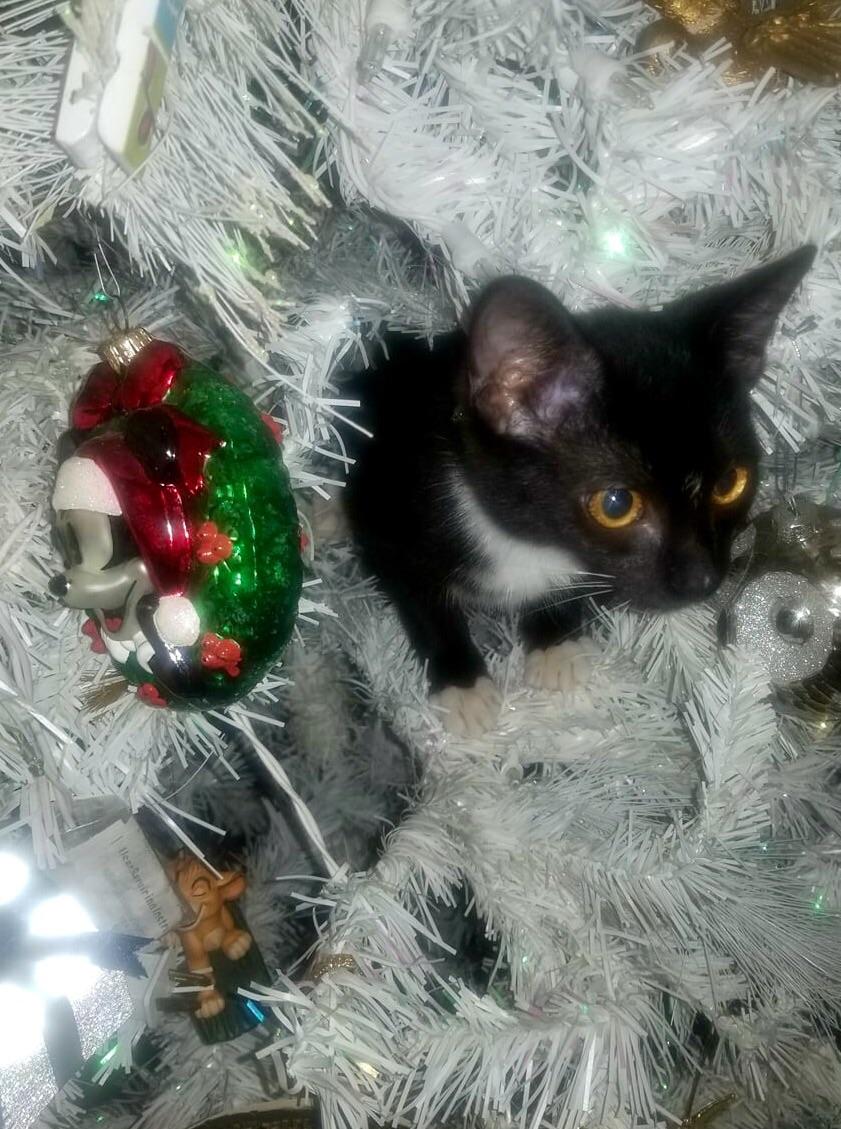 Our new kitten thinks he is an ornament. He has just discovered the
