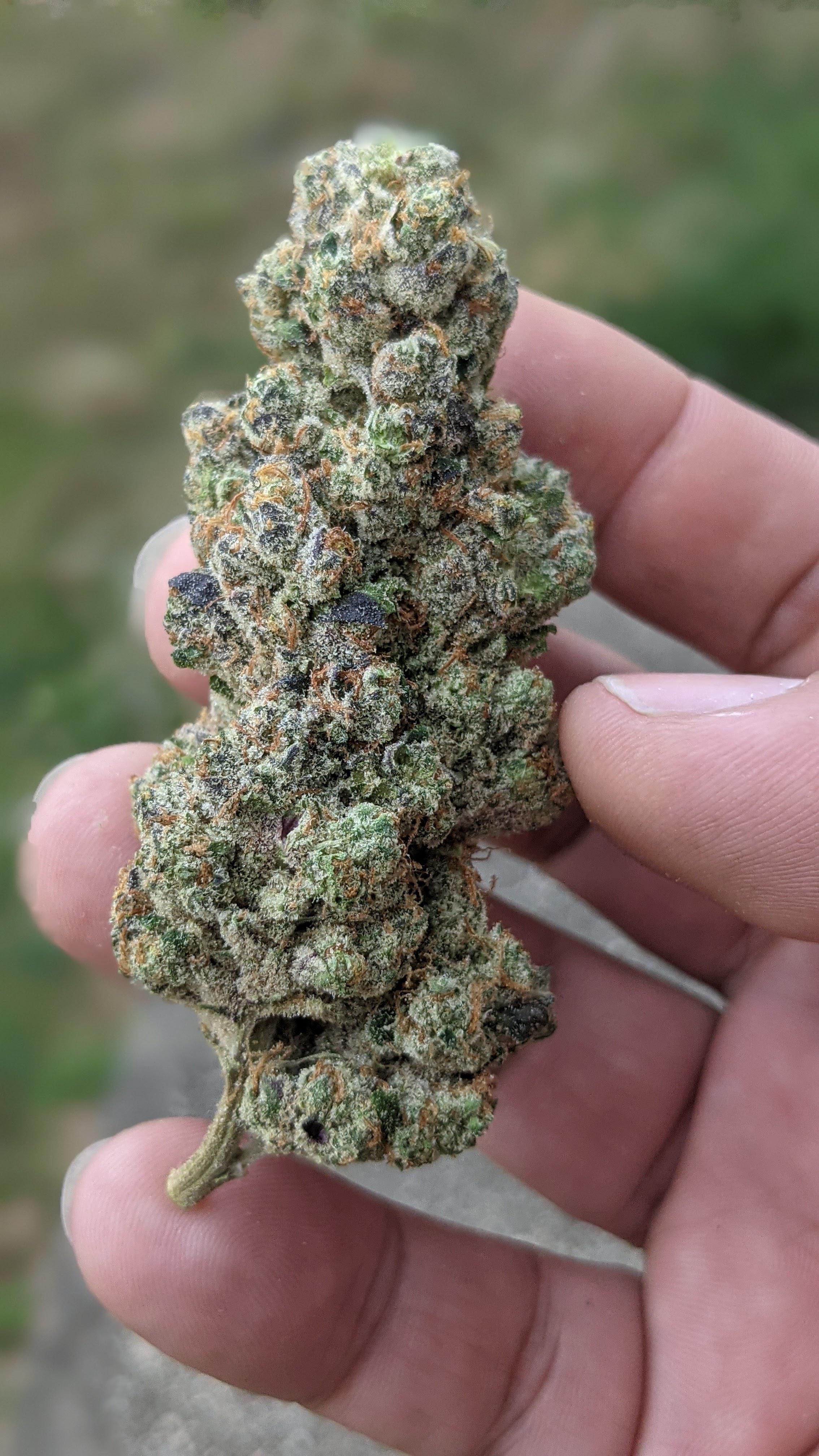 Tamarindo (Sour Diesel x Horchata (Mochi x Jet Fuel Gelato)) r/MDEnts